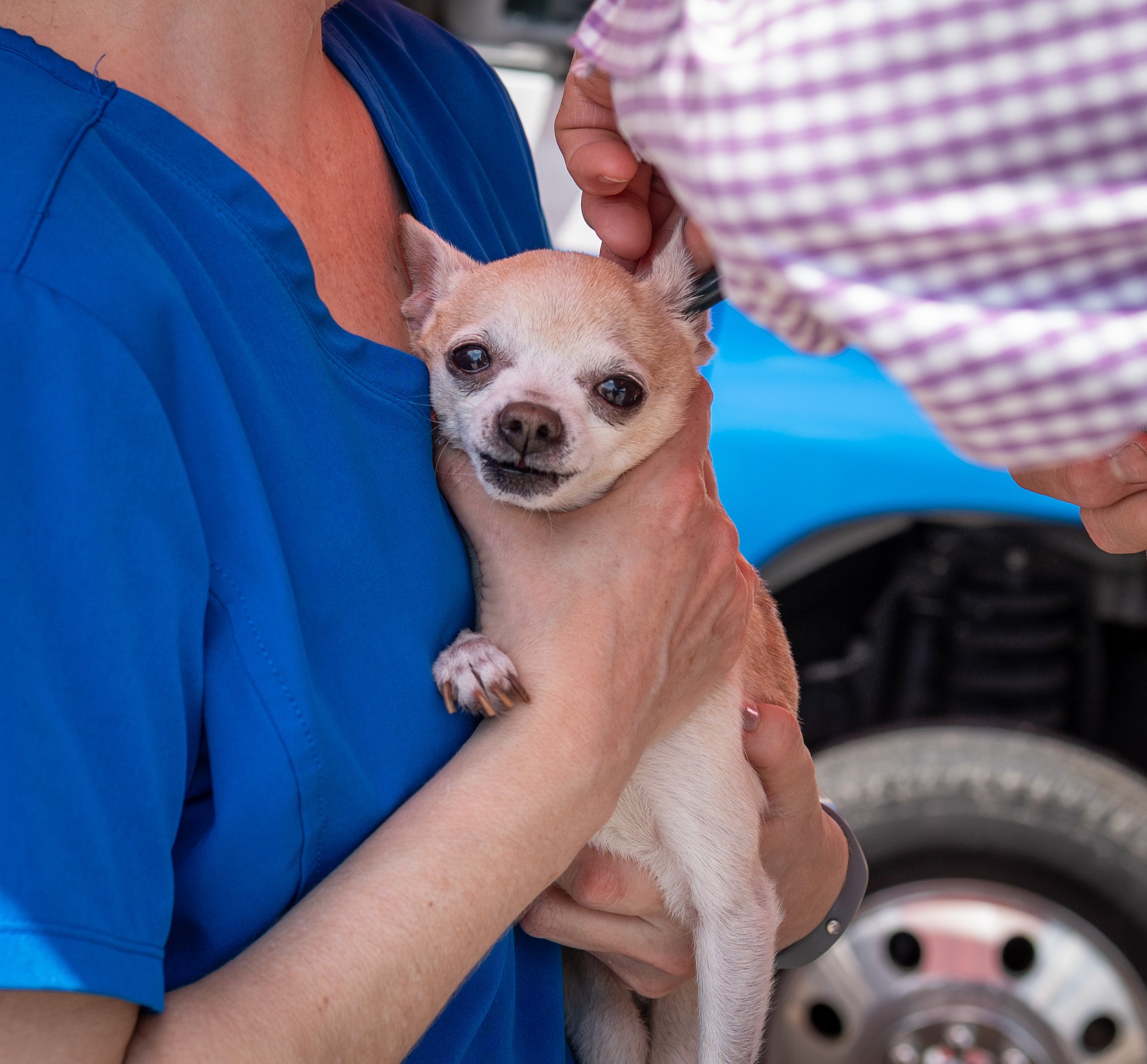 20260519StreetDog_111p.jpg