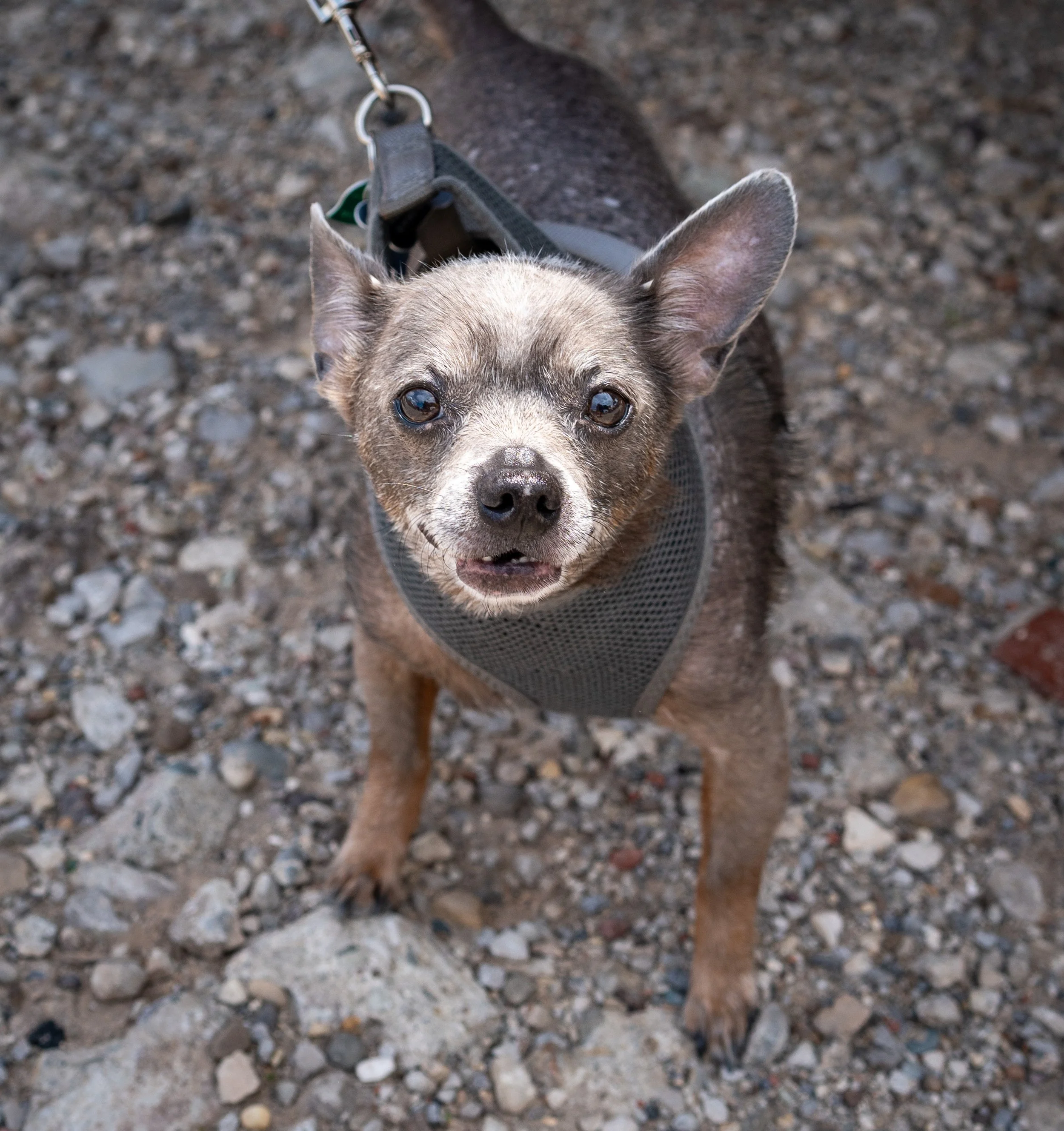 20260519StreetDog_127p.jpg