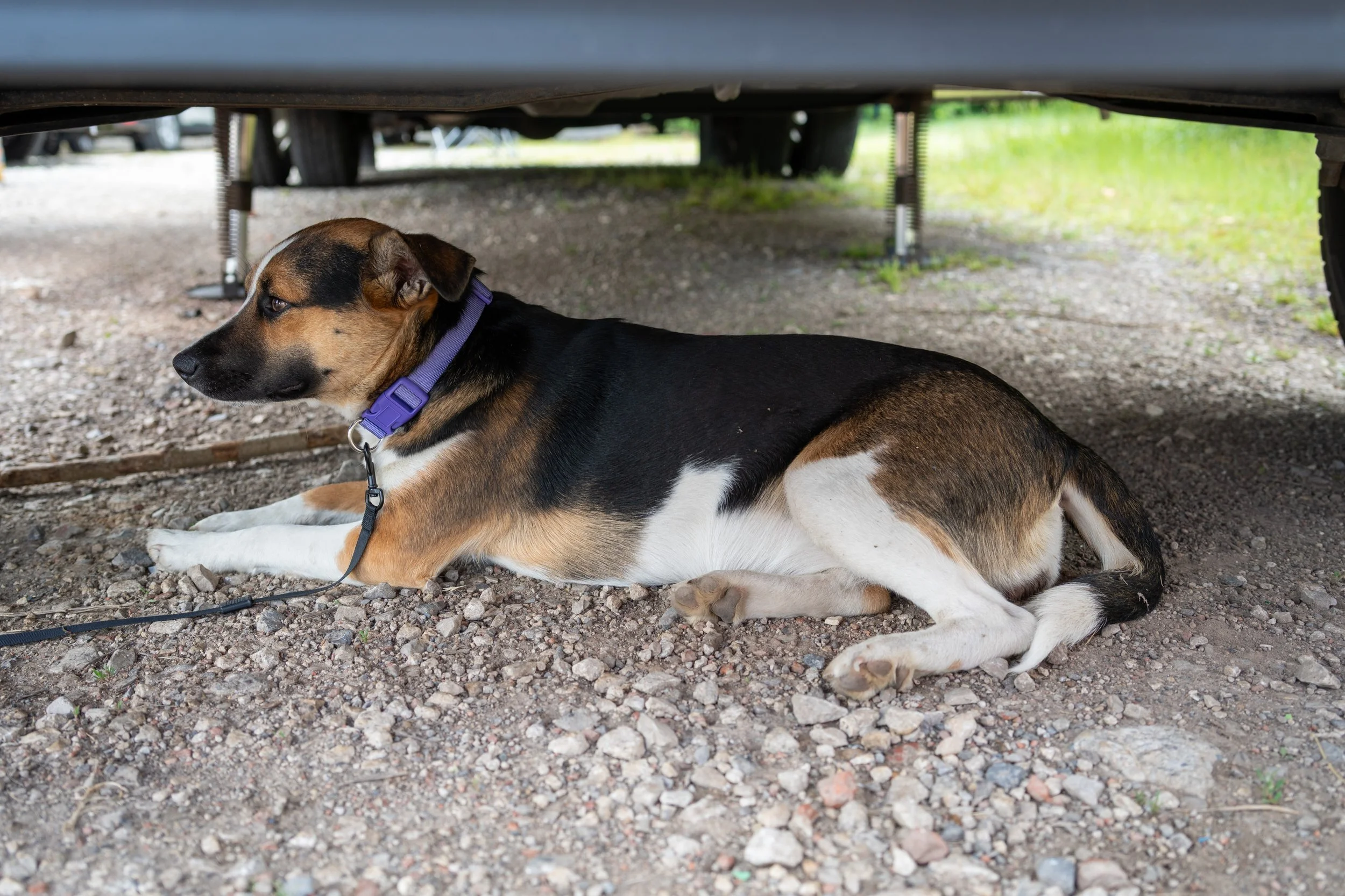 20260519StreetDog_158p.jpg