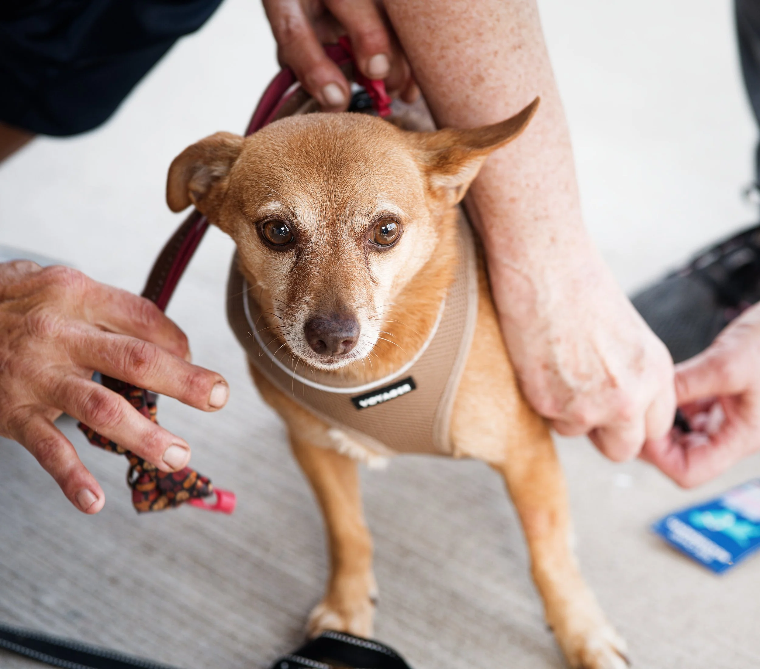 20260822StreetDogClinic_026_DxO.jpg