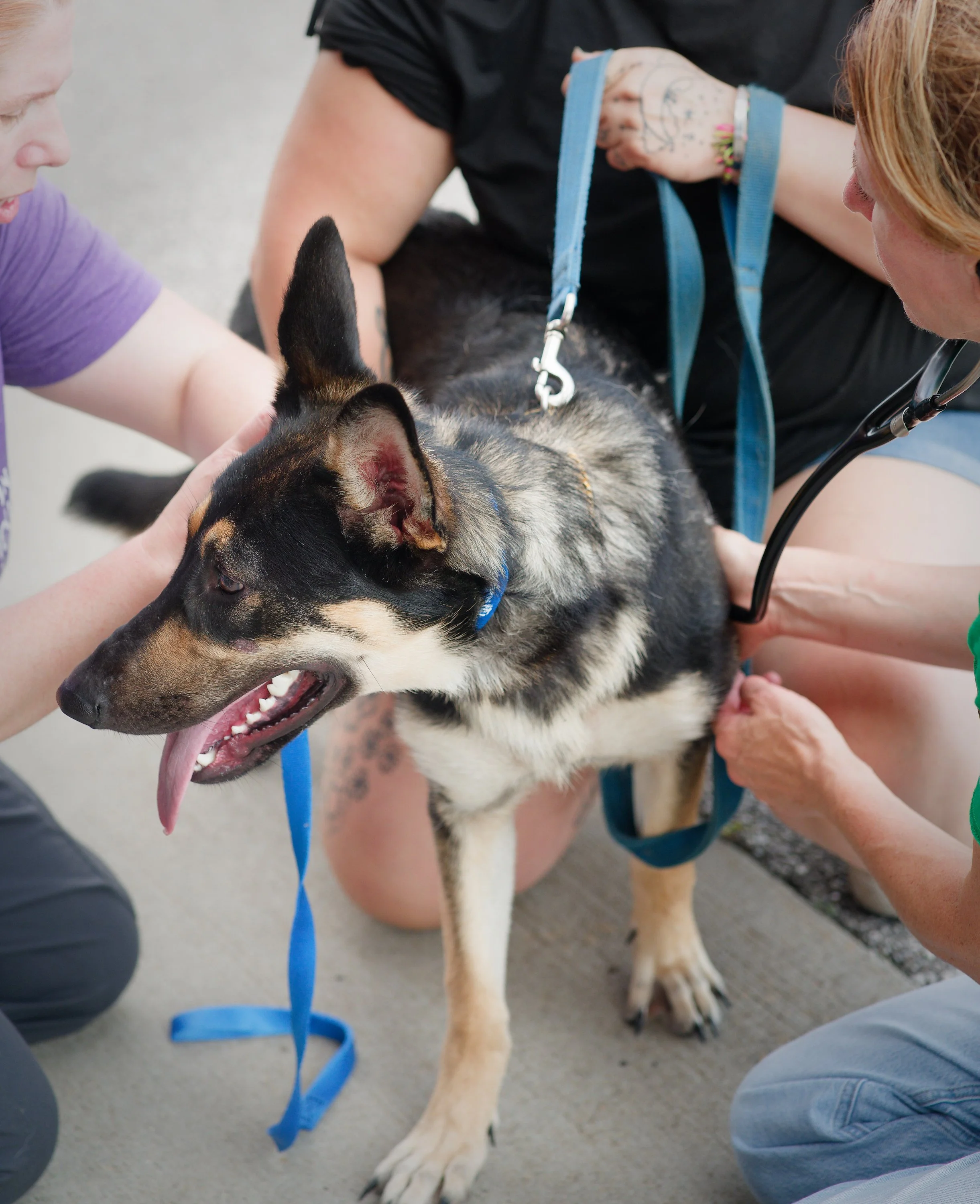 20260822StreetDogClinic_035_DxO.jpg