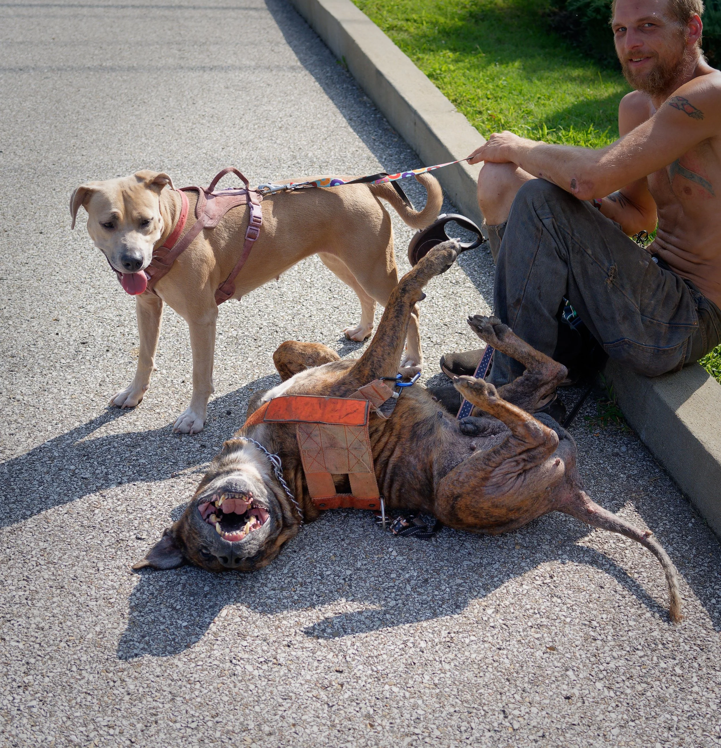 20260822StreetDogClinic_079_DxO.jpg