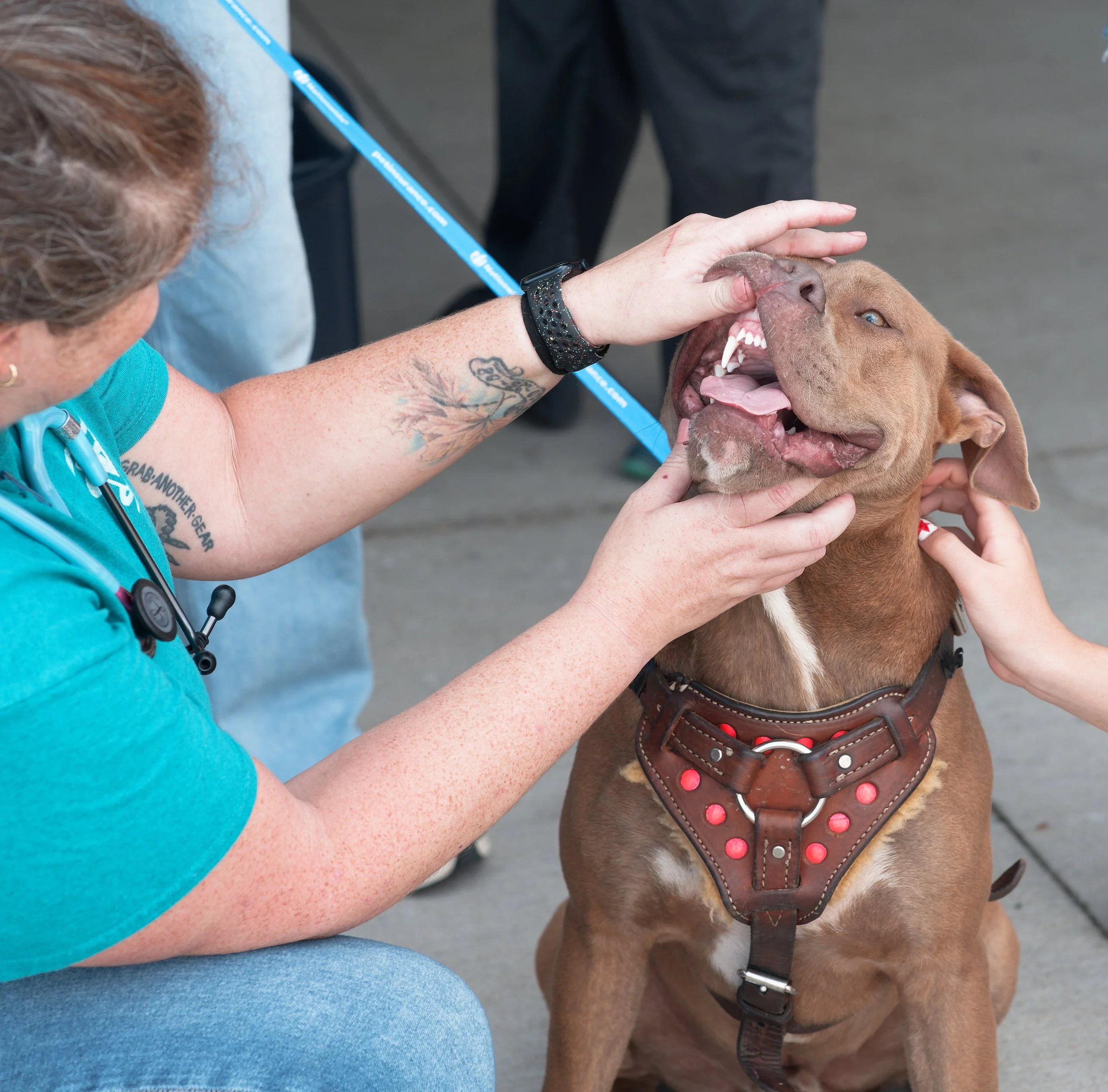 20260822StreetDogClinic_152_DxO.jpg
