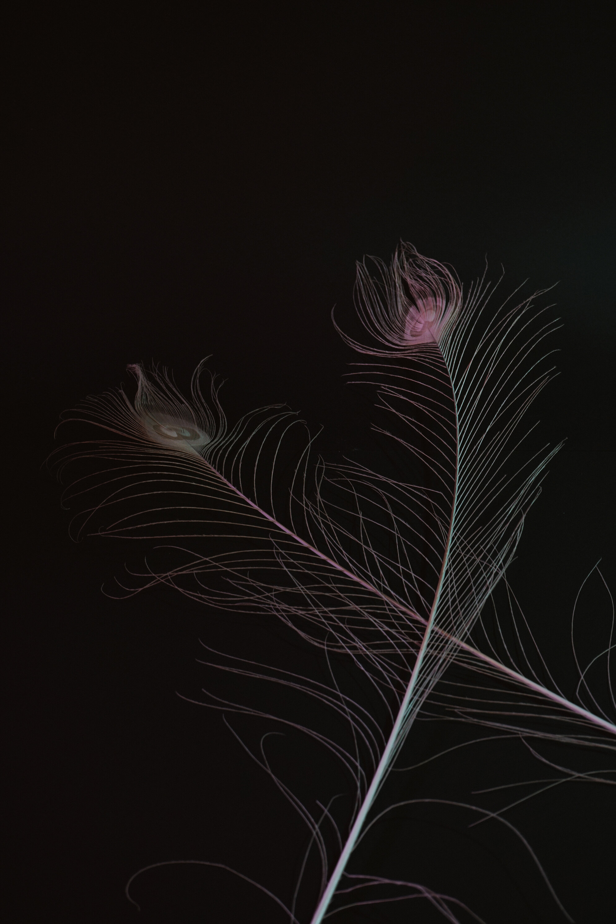 WHITE DYED PEACOCK FEATHER
