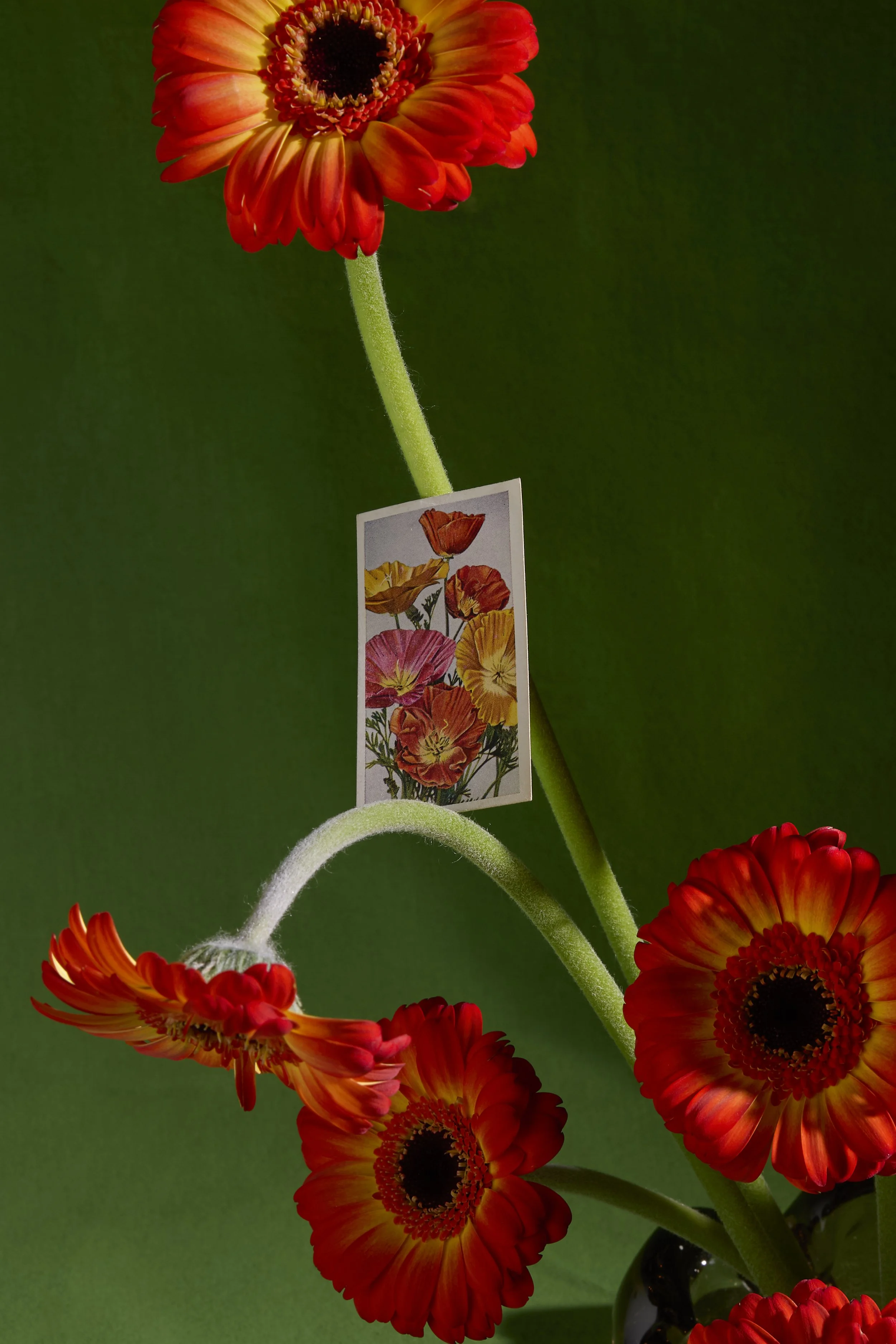 FLORAL TEST0251.jpg