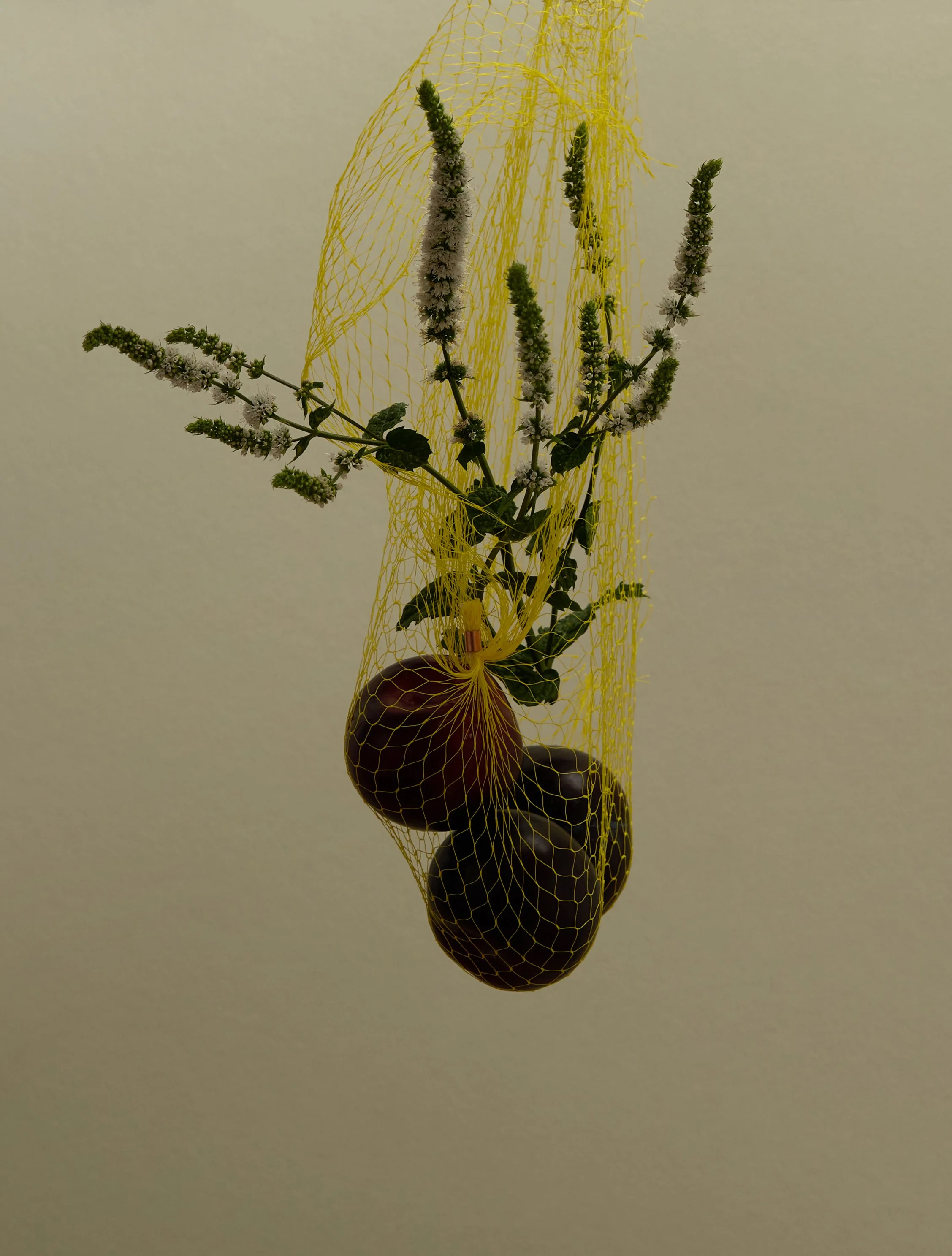 HANGING BASKET PLUM STILL LIFE 