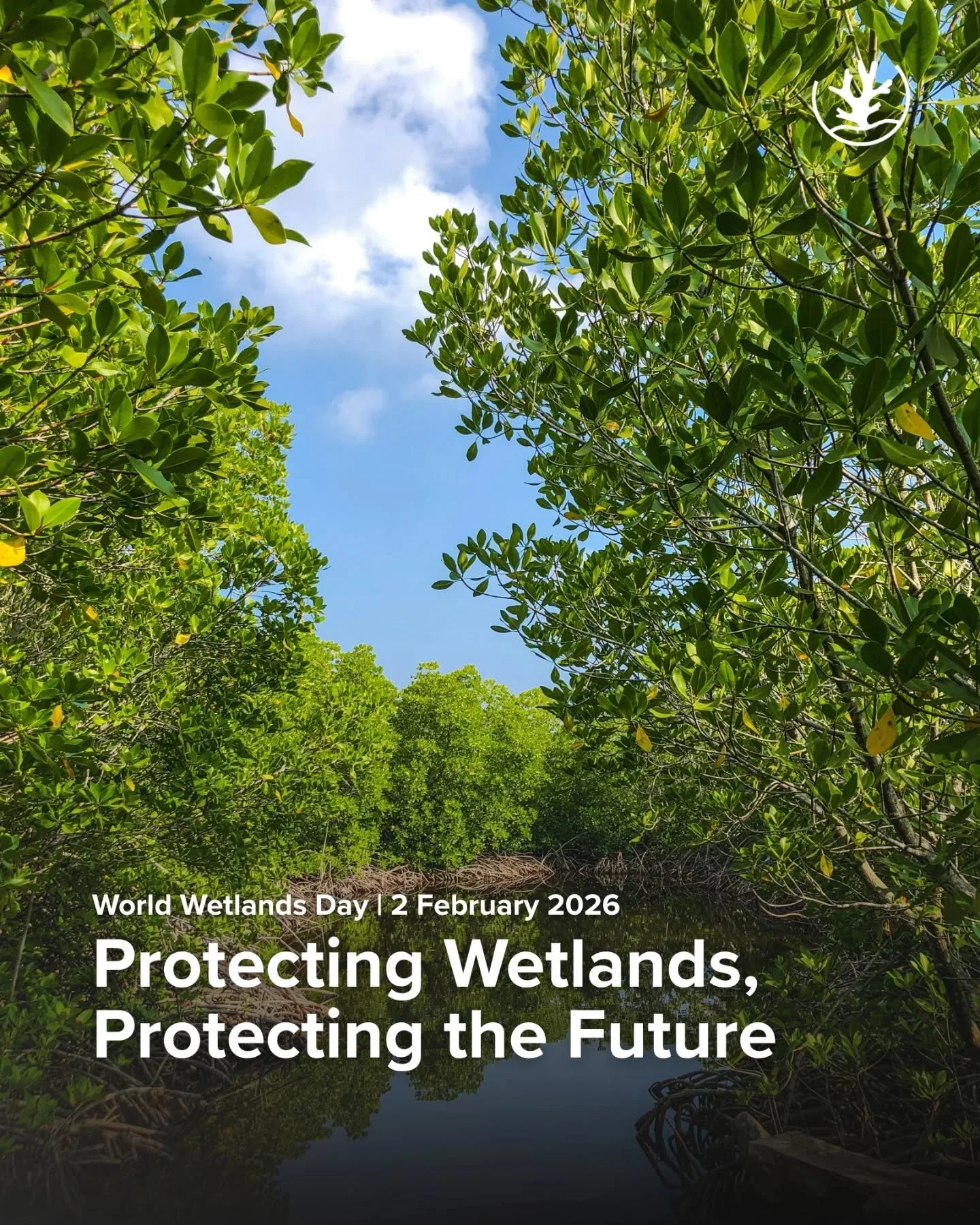 From mangroves and seagrass meadows to river mouths and swamps, wetlands are more than beautiful coastal landscapes, they are life-support systems for our planet 🌍

In North Sulawesi, these ecosystems play a critical role in safeguarding the Coral T