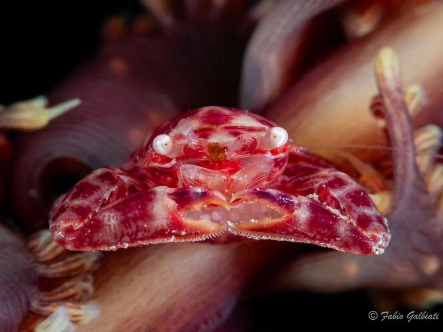 Today feels like a good day to send some love to the ocean💙

Drop a 🫶🏻 in the comments to send love to this cute crab!😙

📸 @fabio.t.galbiati
📍Bangka Island, North Sulawesi, Indonesia

#NoTrashTriangle #ProtectTheOcean #SoftCoralPorcelainCrab #N