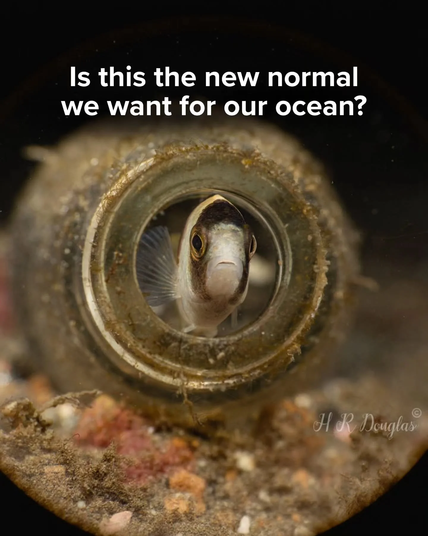 Today is World Aquatic Animal Day, but it&rsquo;s difficult to celebrate when this is the reality for these creatures living (and dying) in what should be a healthy, thriving ocean.

This is what we&rsquo;re fighting for every day. And you have a rol