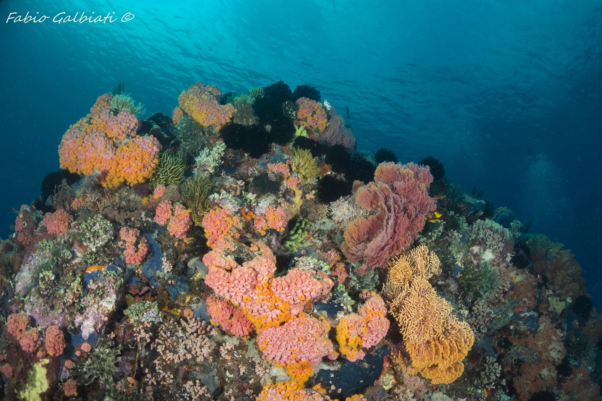 North Sulawesi Coral Triangle.jpg