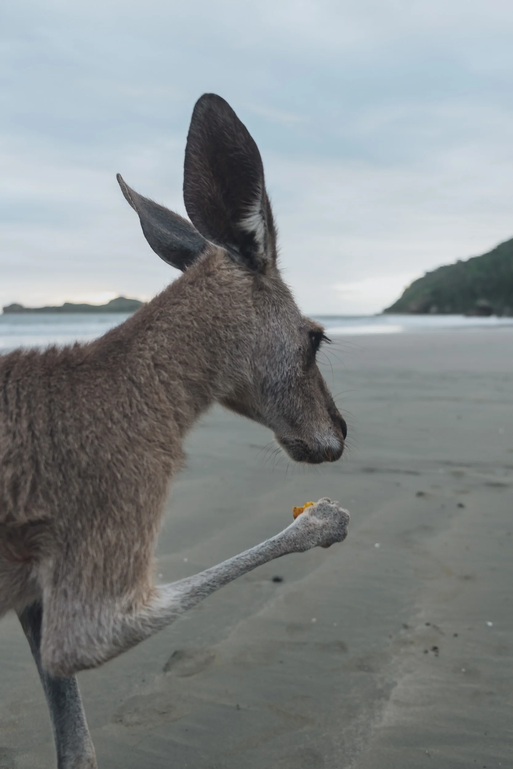 Australia-20180413-005959.jpg
