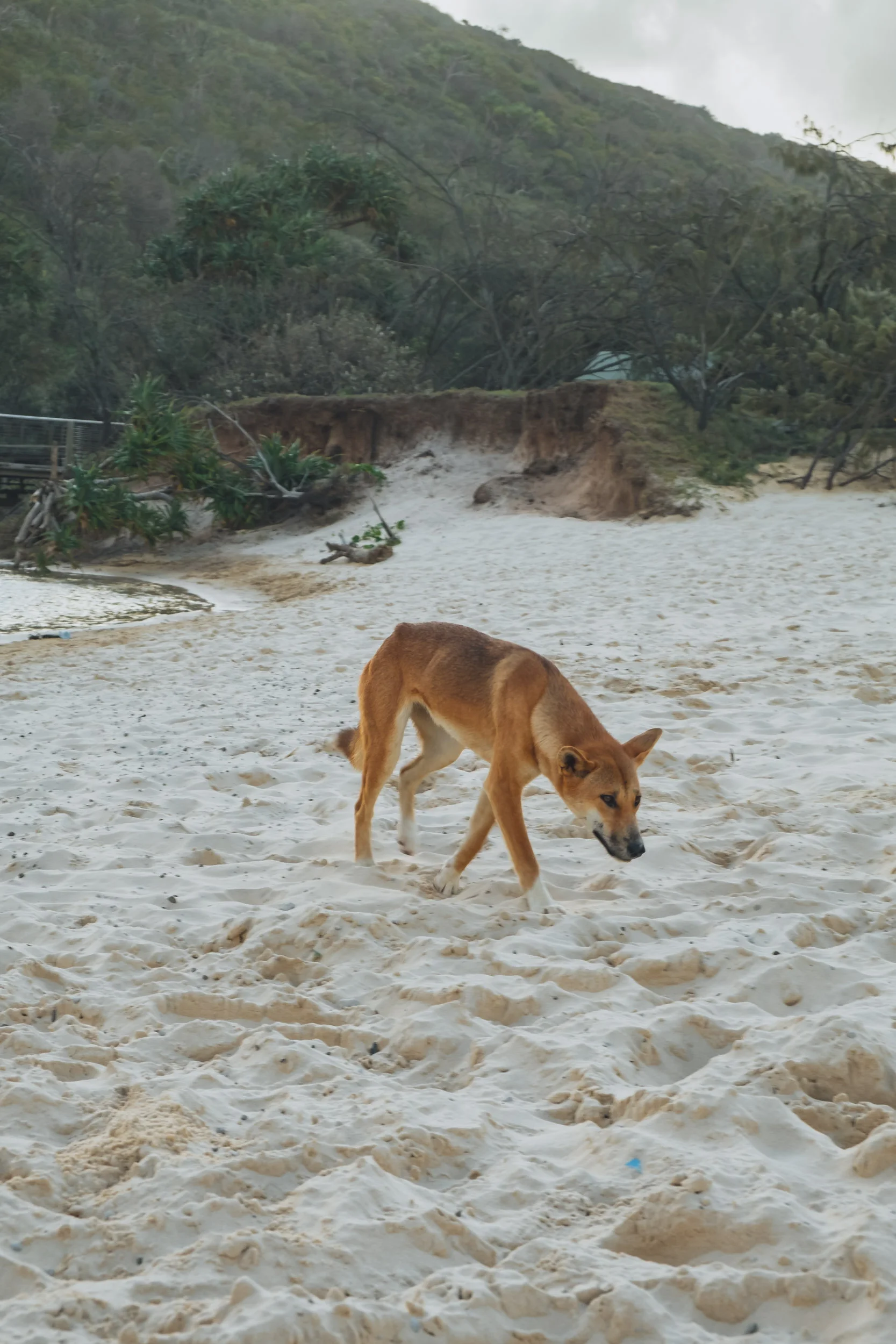 Australia-20180411-005893.jpg