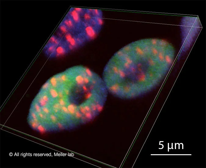Cells-in-3D.jpg