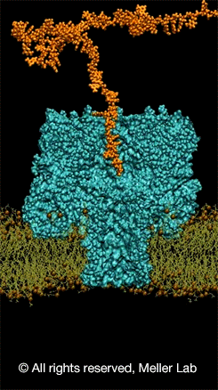 © all rights reserved, Meller lab.