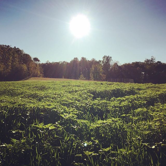 Lush green fields to munch on and a couple of goofy kids to pick some afternoon snacks. What a life! #wellfedpigs #kale #pasturedpork #organicfarming #westernmass #pioneervalley