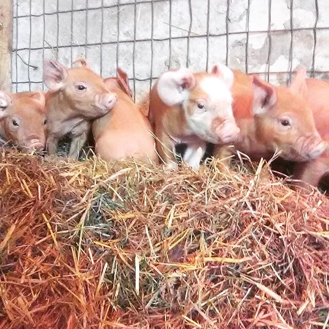 We&rsquo;ve got lots of new faces on the farm! 🐖 🐷 and they are beautiful! ❤️ #knowyourfarmer #localfarmers #pastureraised #westernma #CISA