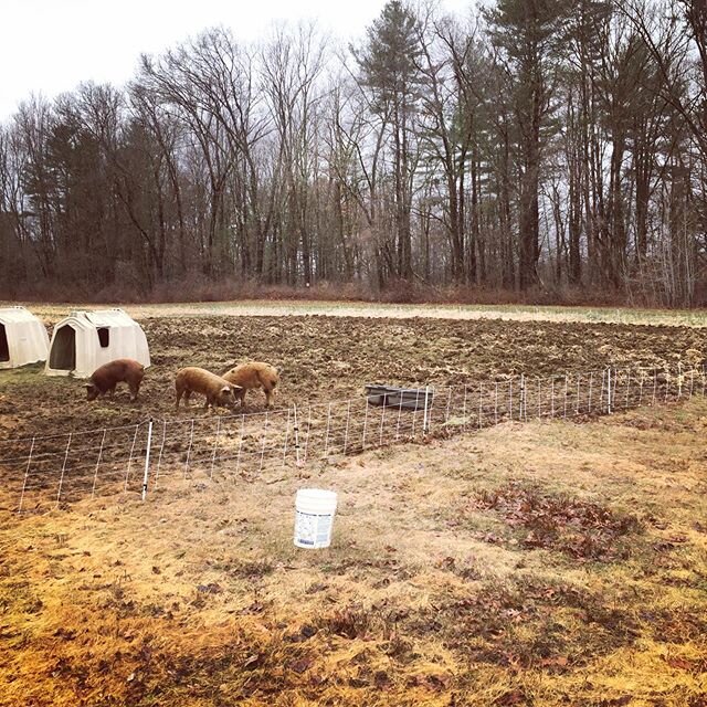 These pigs have been working on my new flower area, they&rsquo;ll be moved in a couple days to start working on the next spot. Hard to believe this was covered in brambles not too long ago. Thanks pigs #pasturedpigs #pioneervalley #flowerfarmer #west