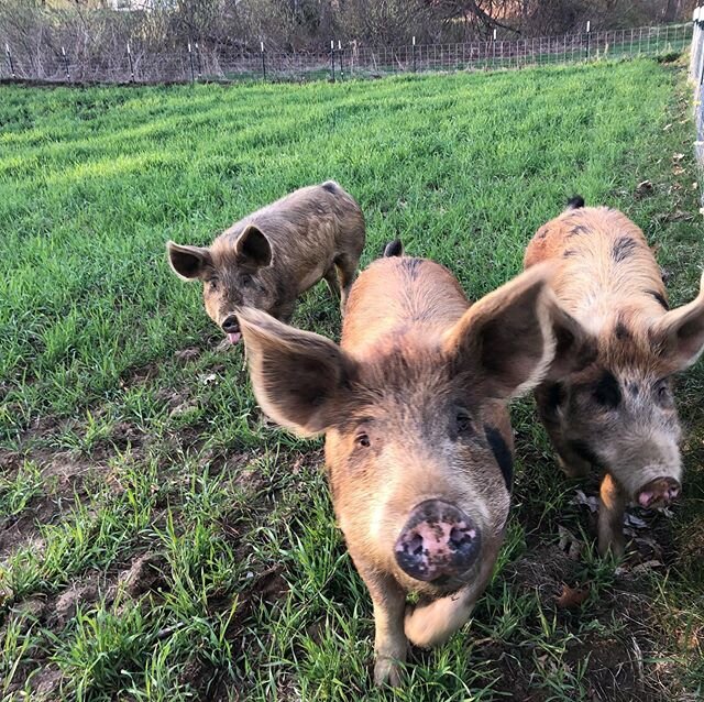 Snacks? Do you have any snacks??? #cutepigs #pasturedpork #westernmass #CISA