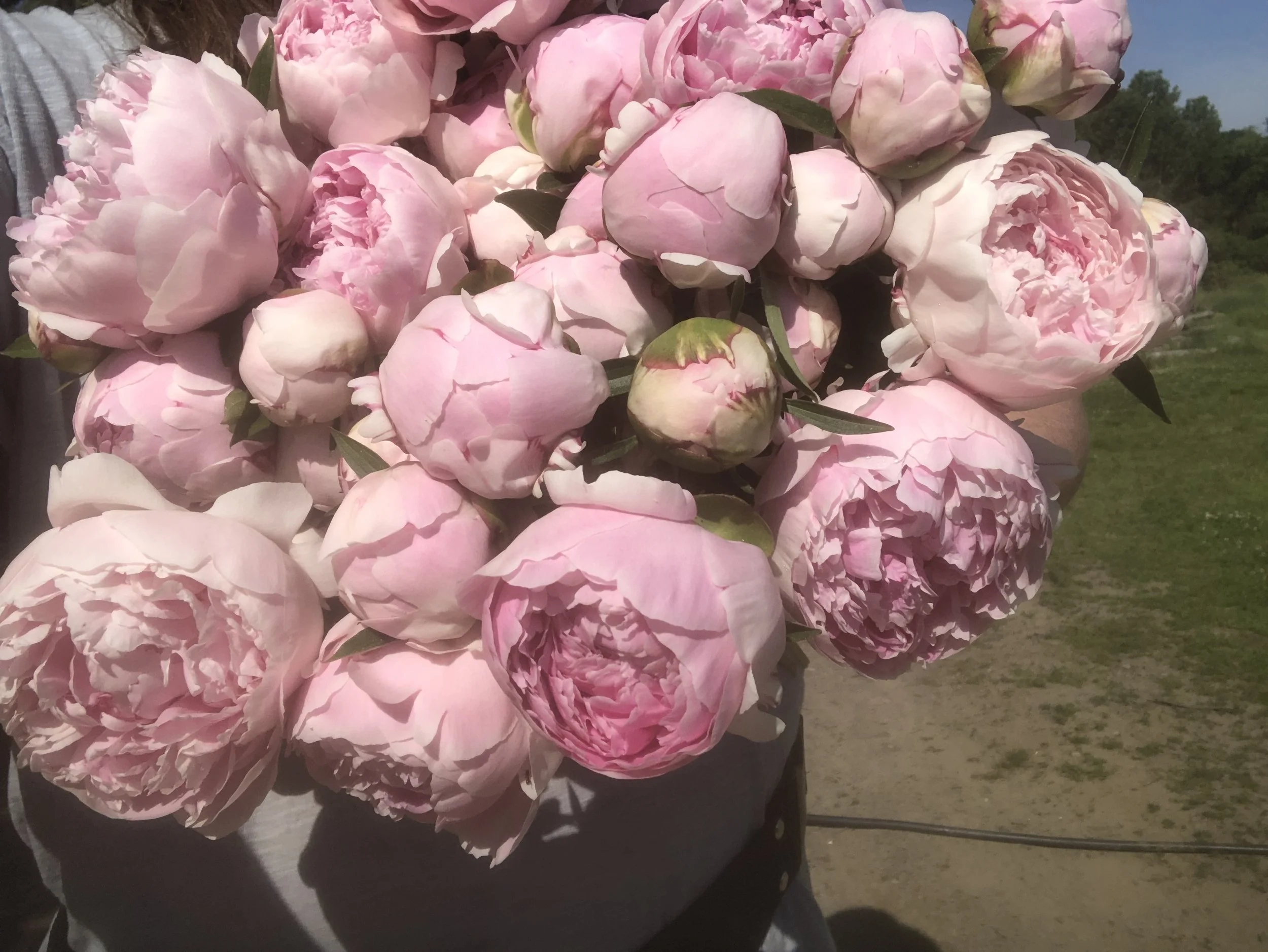 Four Weeks of Peonies — June 2026