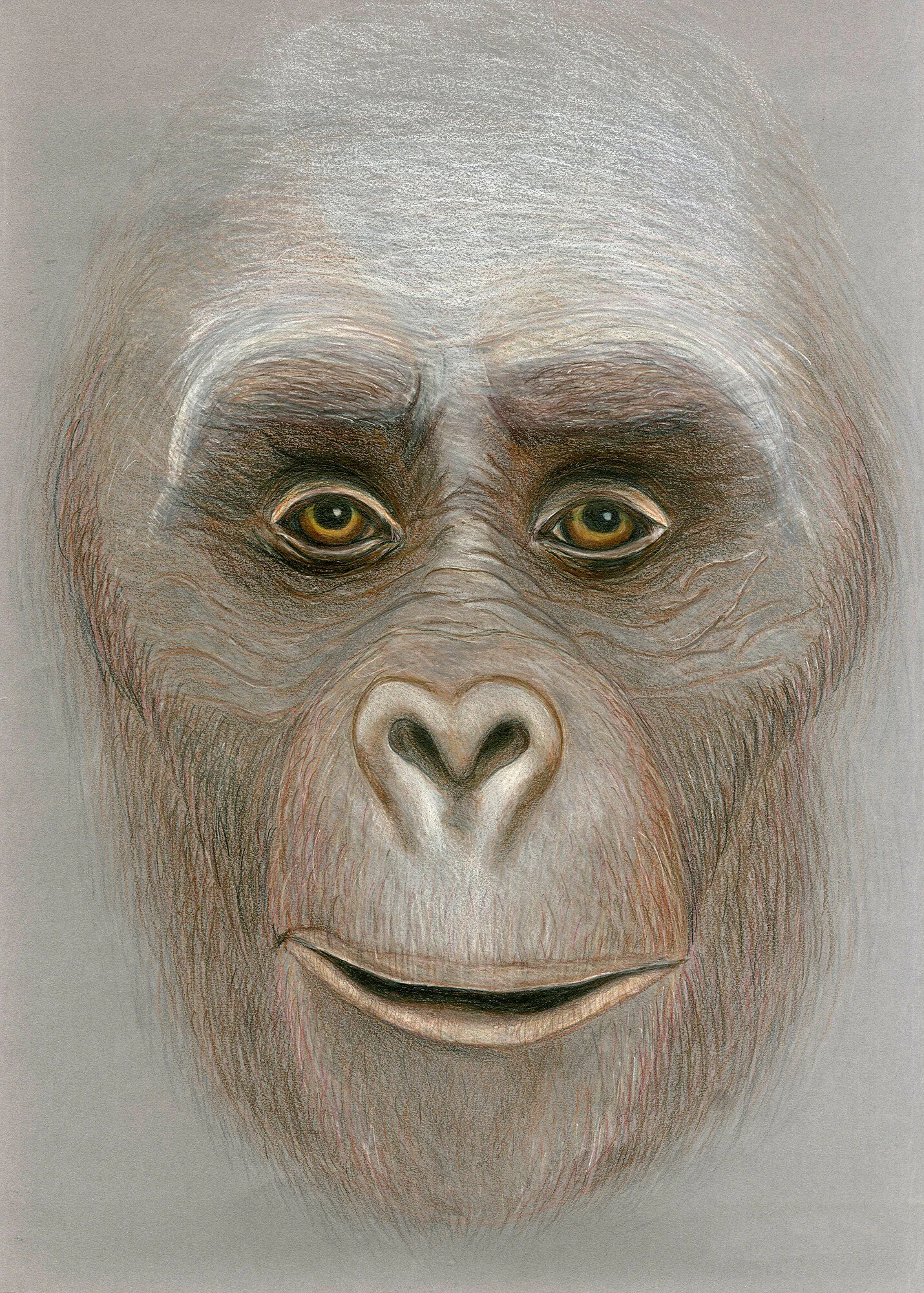 Gigantopithecus copy.jpg