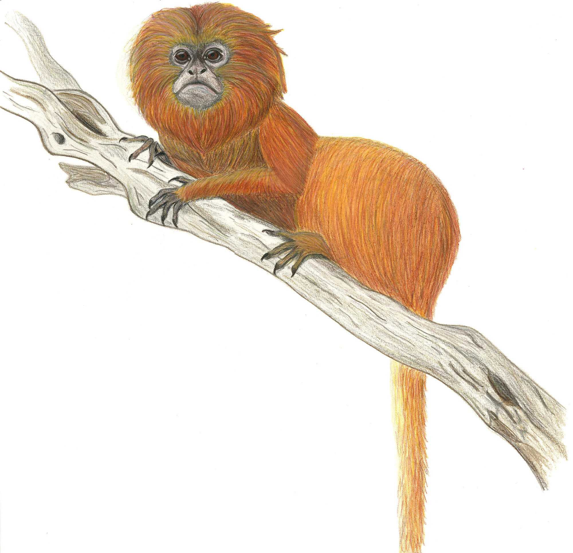 Leontopithecus rosalia.jpg