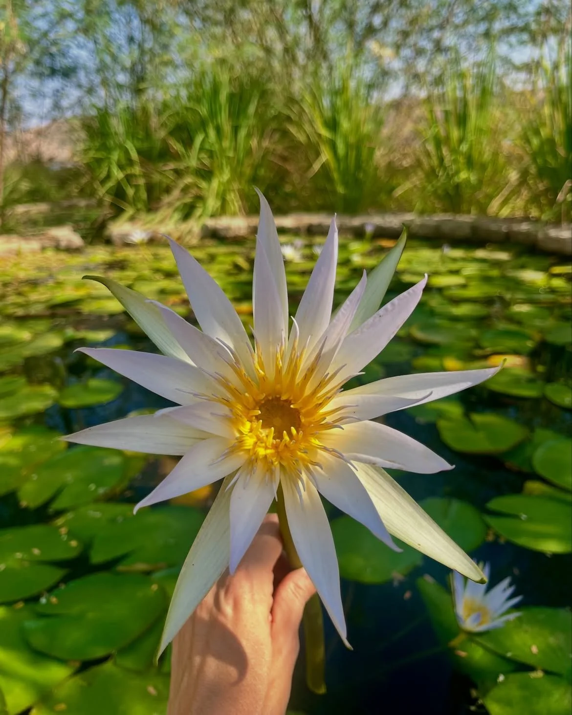 BlueLotus.jpg