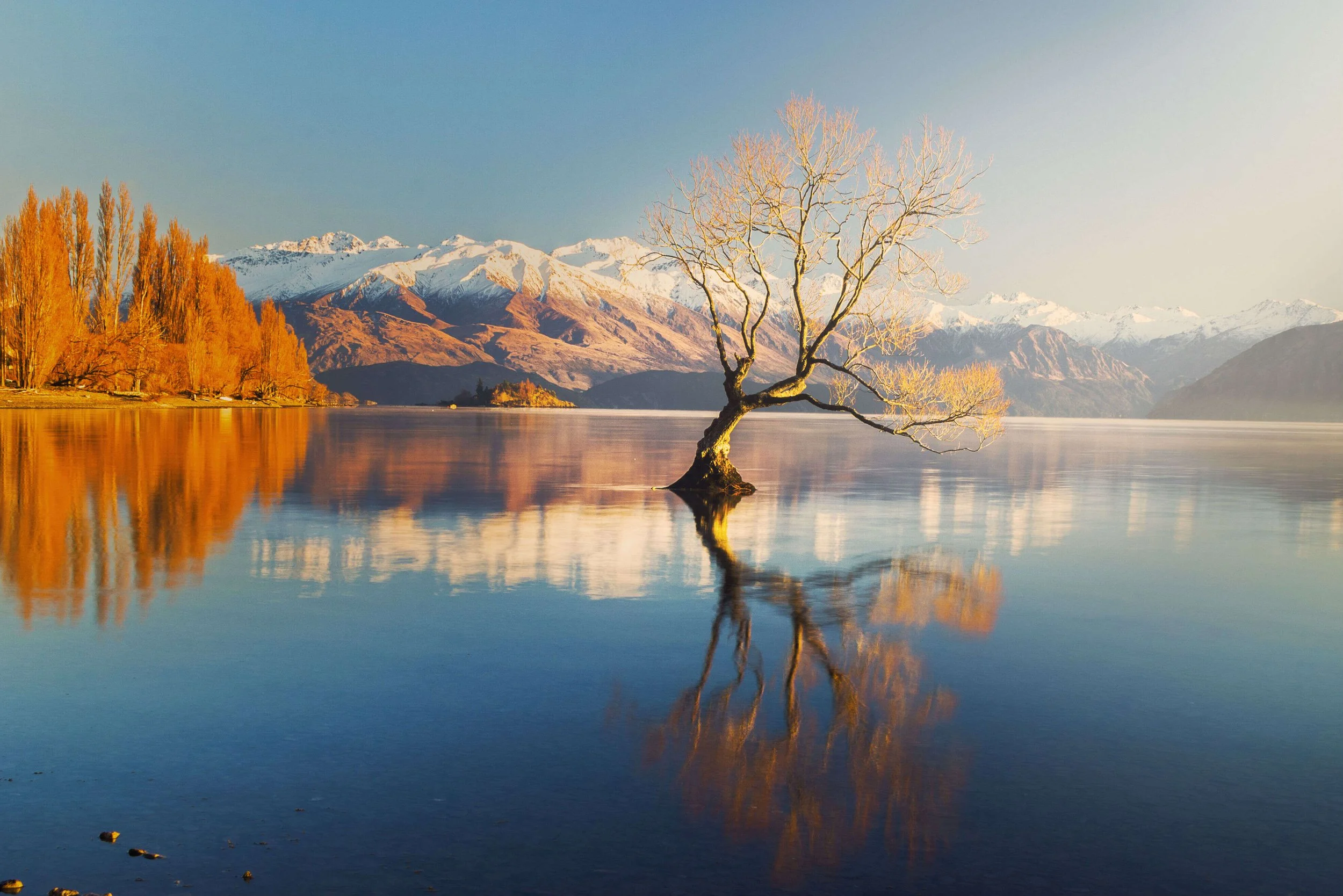 wanaka-tree_NZ.jpg