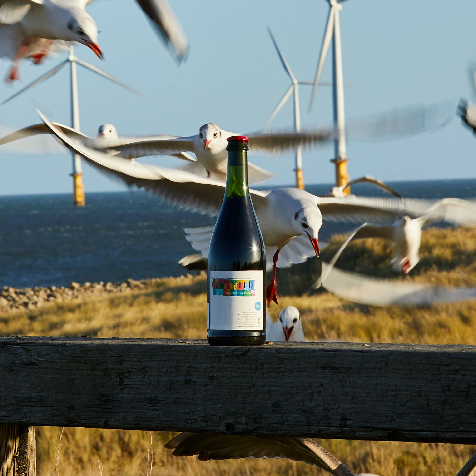 low_intervention_wines_wearemodest_07_web.jpg