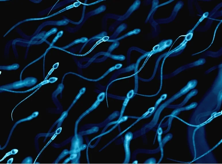 o-SPERM-900.jpg