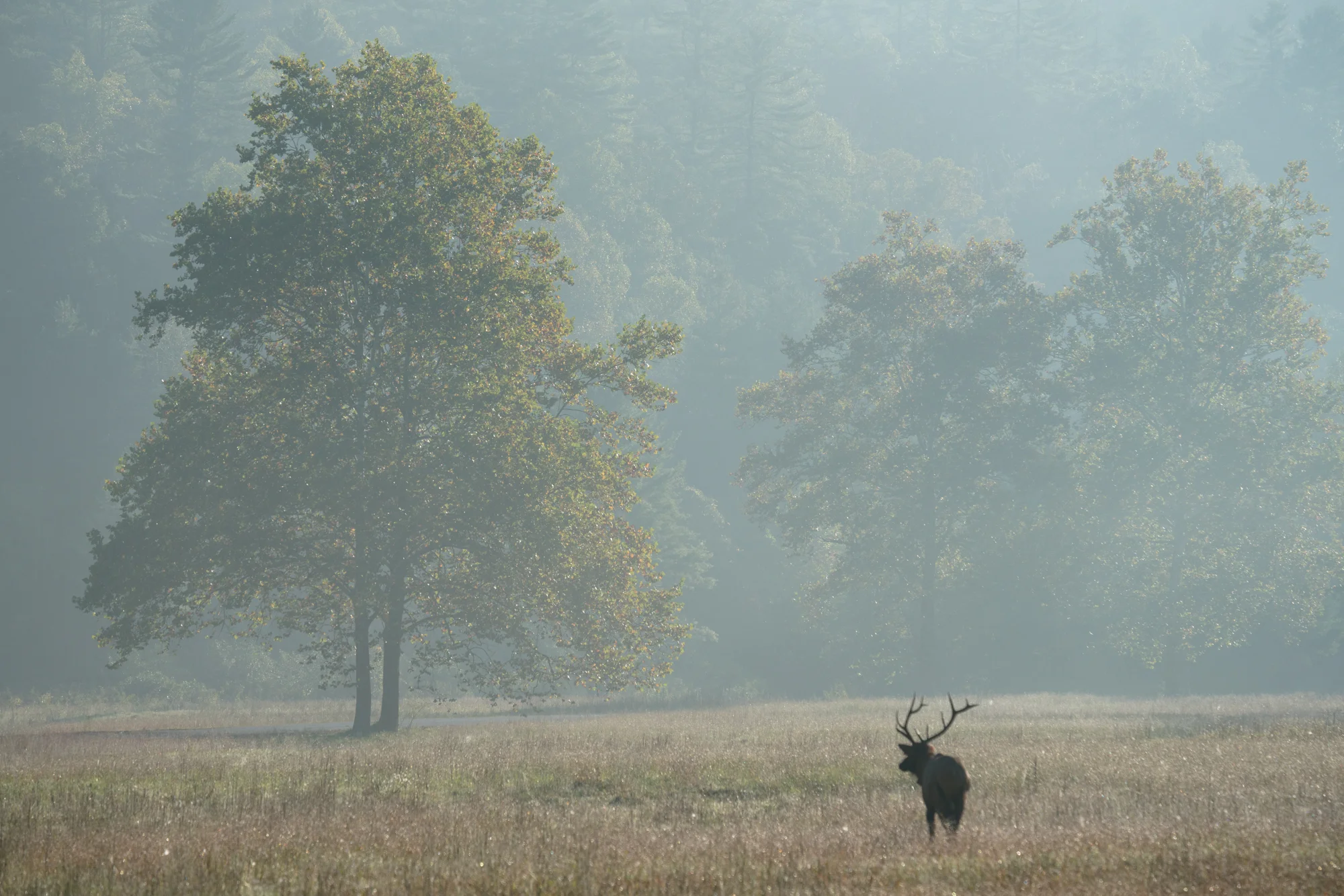Lone male elk, one of the lesser males in the valley heading towards the herd around the corner. The dominant male did not let it get very close, there was no fight this morning just a lot of noise.