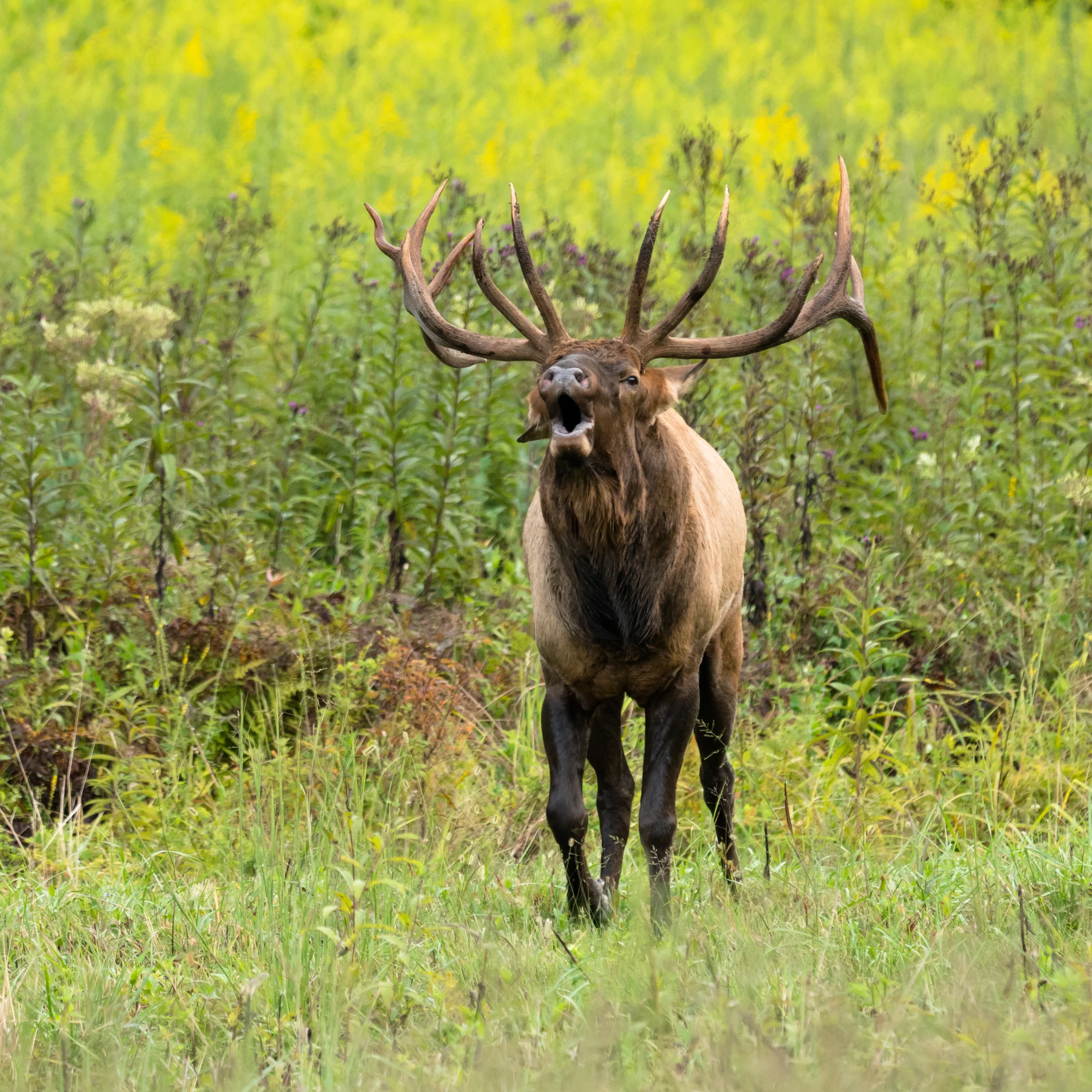 Photographing Elk in the Cataloochee Valley