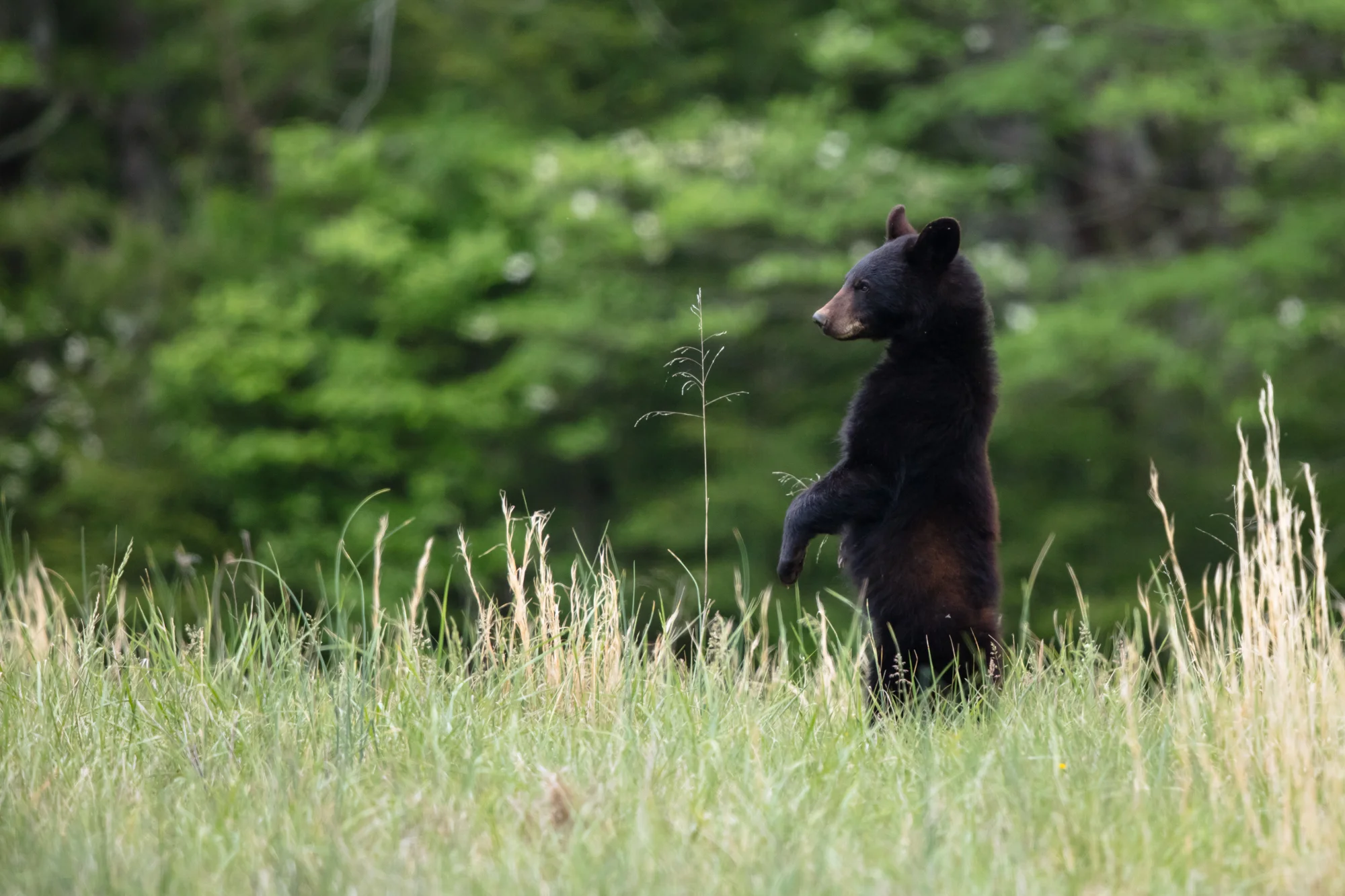 Standing cub looking to ensure mom isn’t too far away.