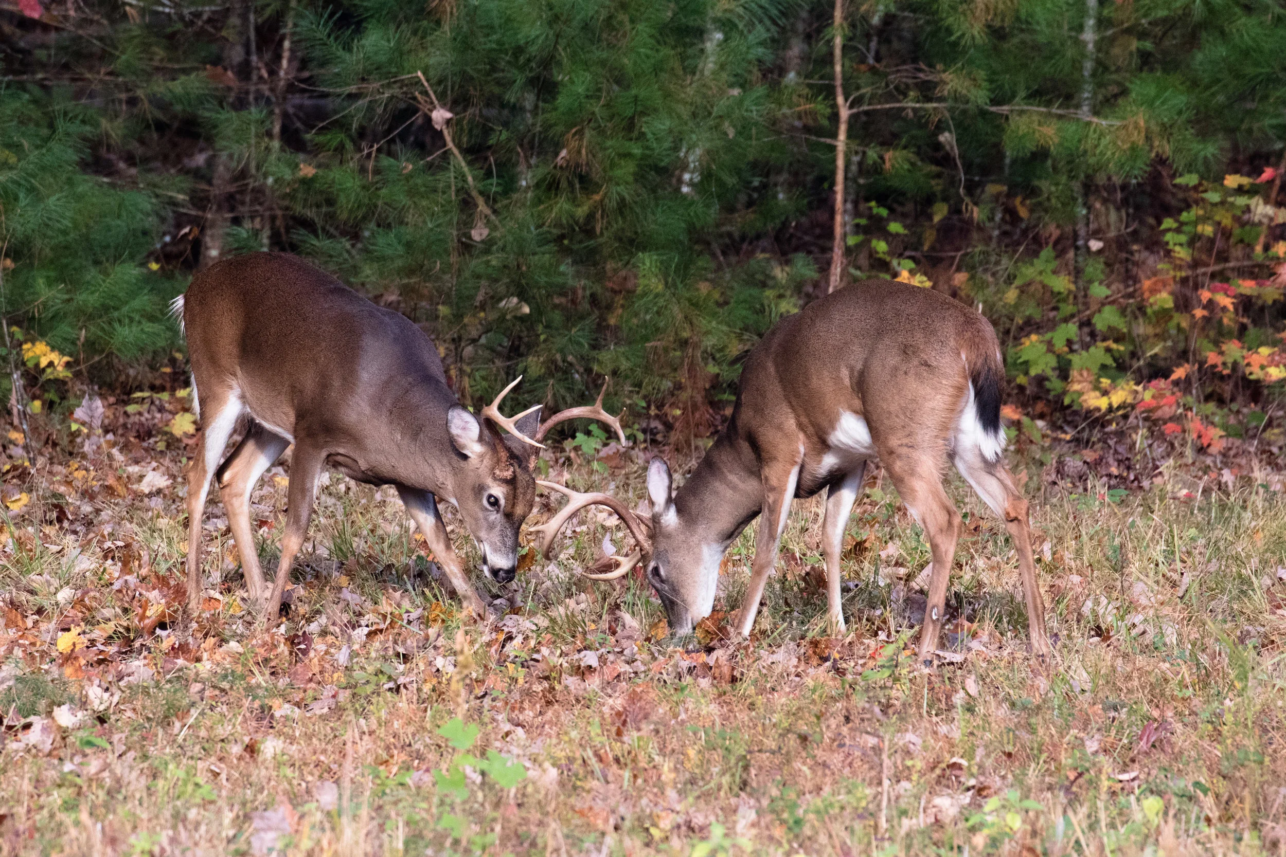 Pair of bucks doing a little sparring in early fall as the rut starts.