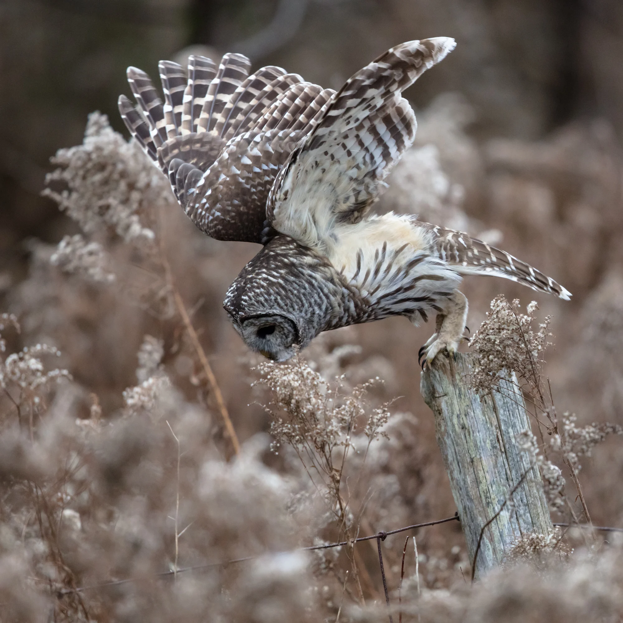 Start of the hunt, Barred Owl taking it to the voles.