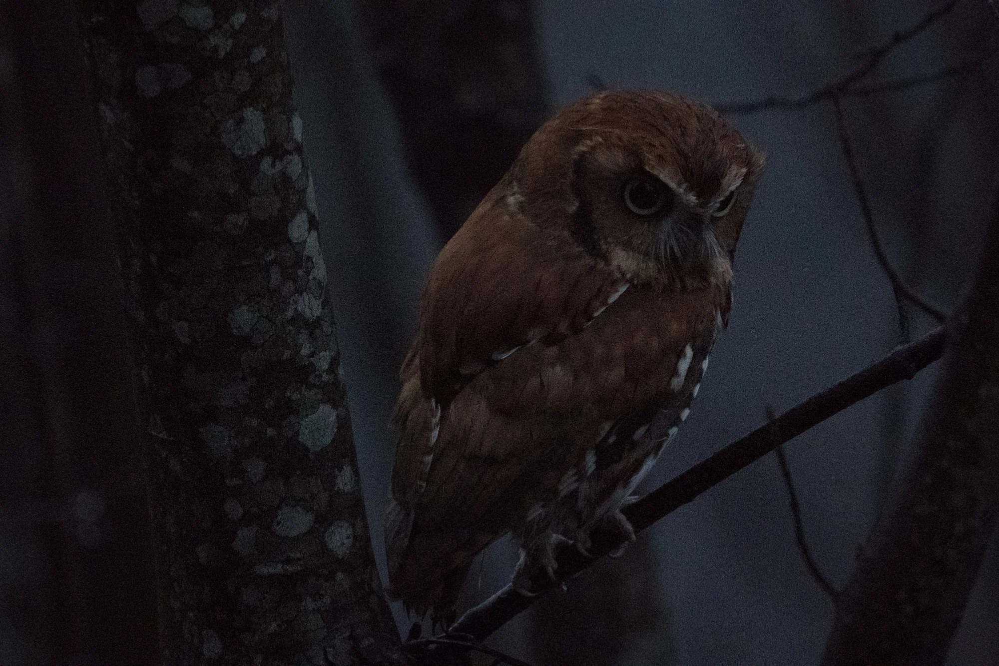 Sample of shot taken at iso25600, dropped 2 stops in exposure. This is how most of the shots looked before processing.
