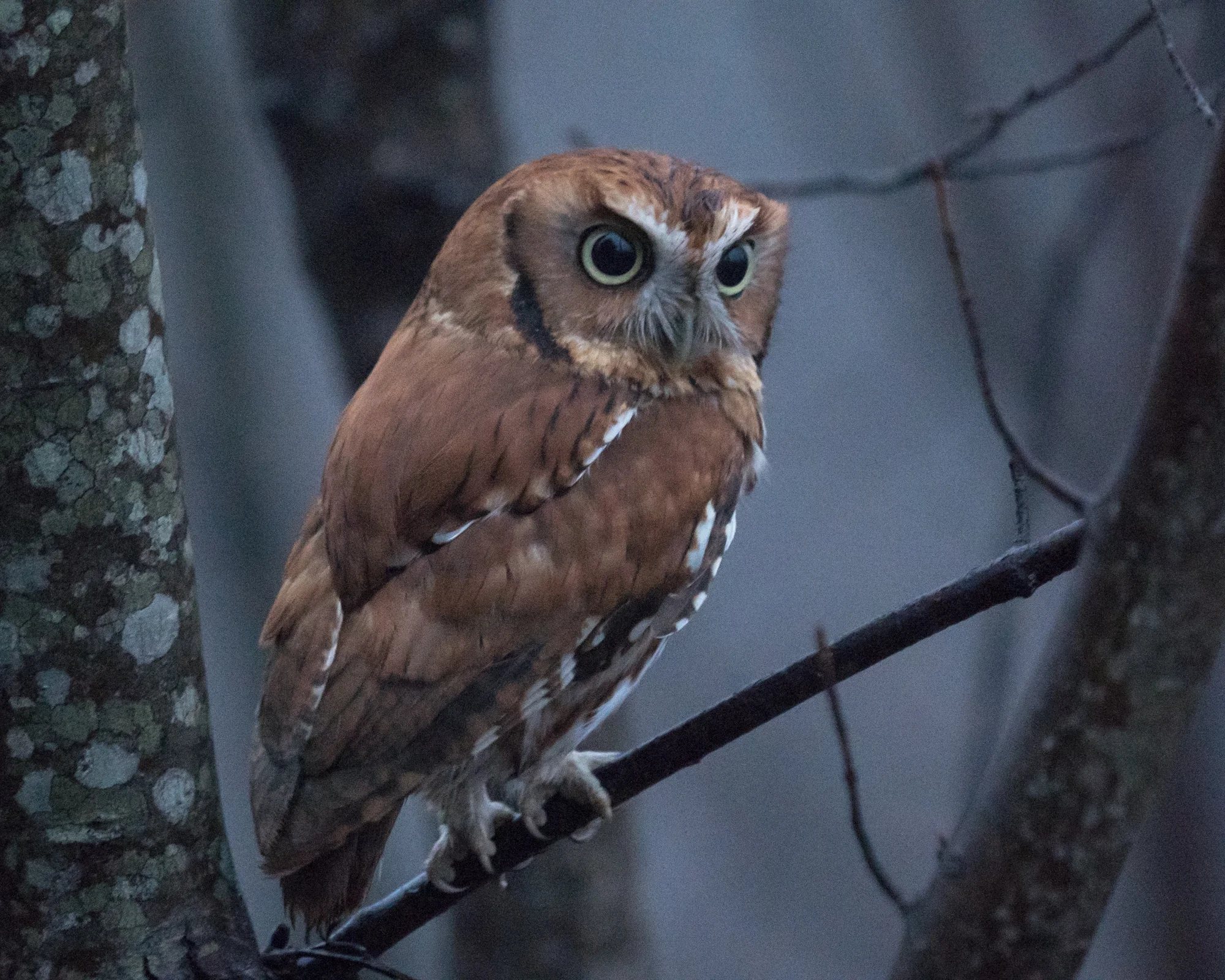 Getting the shot - Screech owl after dusk