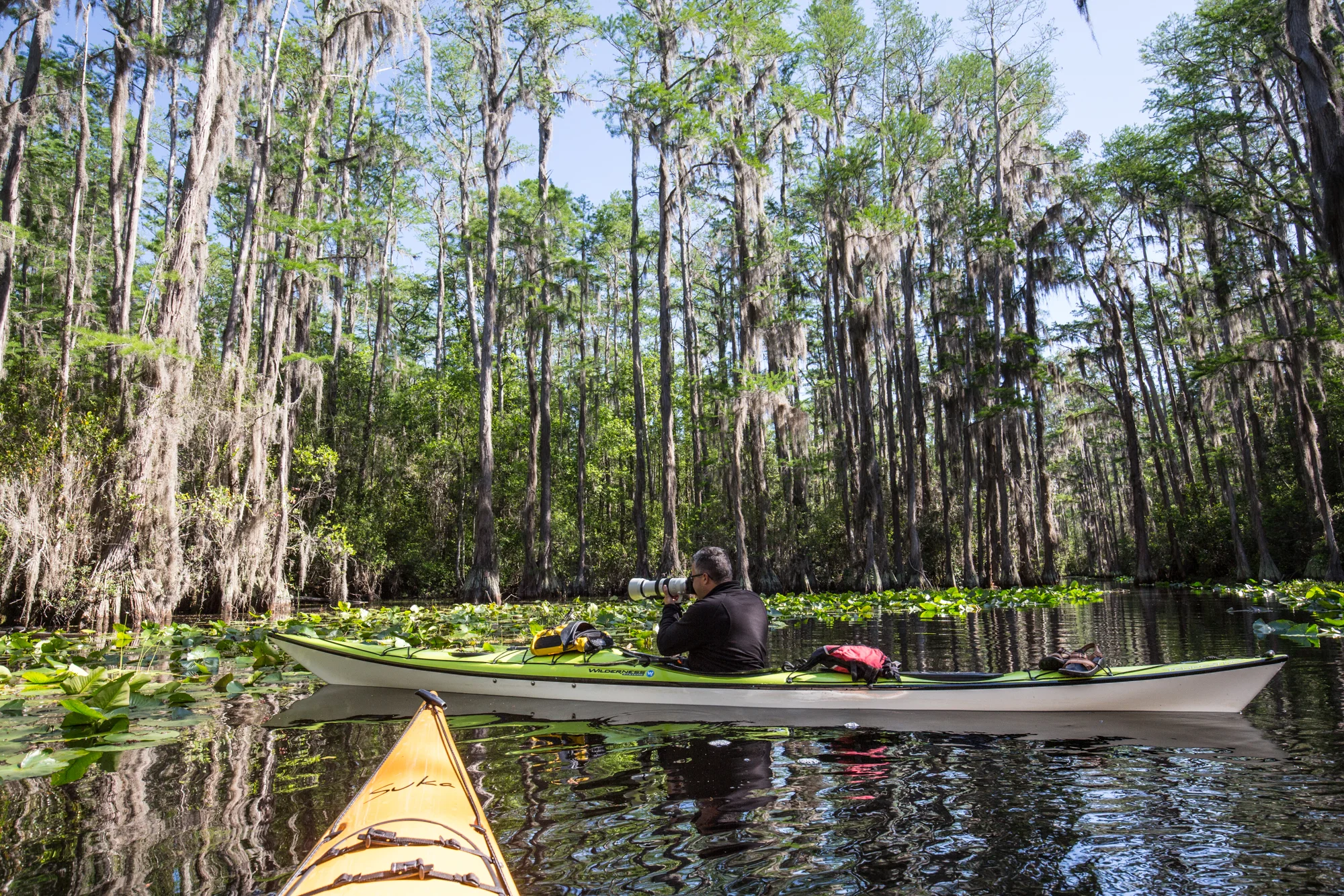 blocking the way as my kayak turns while I’m trying to get a shot of baby alligators