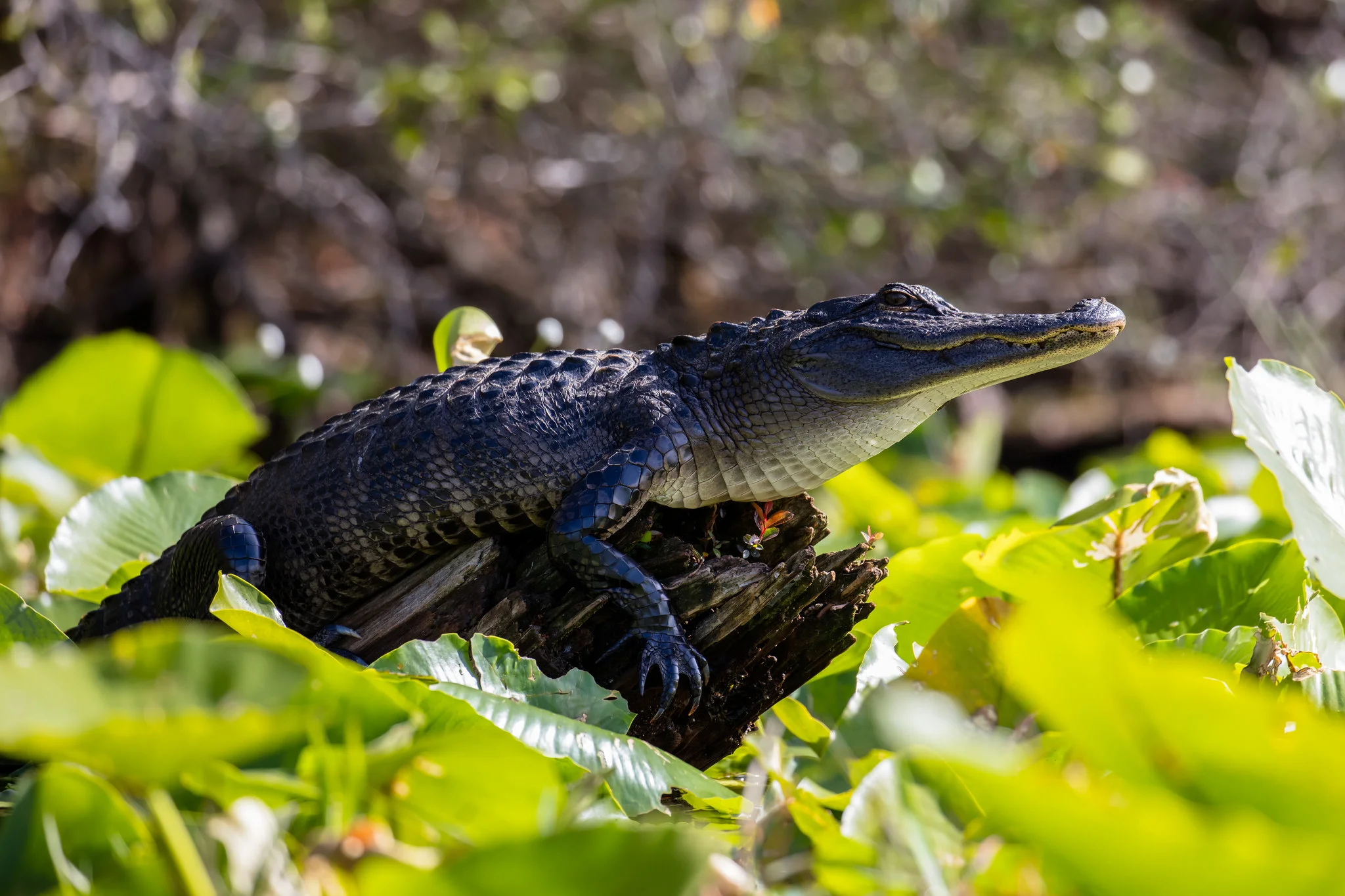 warming up in the morning sun. This young alligator was not worried about us as we paddled by.