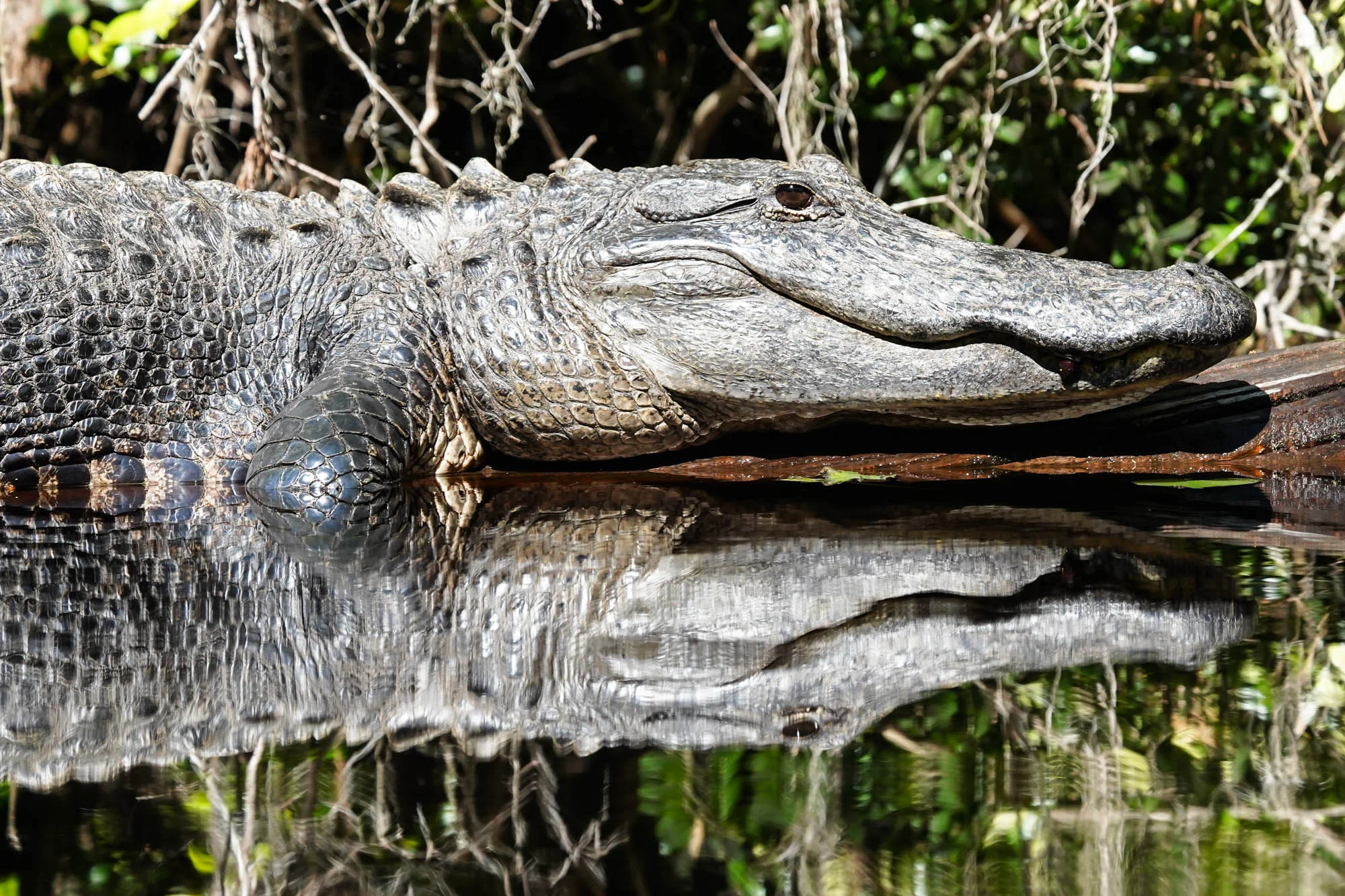This gator was one of the bigger ones we saw, we were happy that it just wanted to sit in the sun.