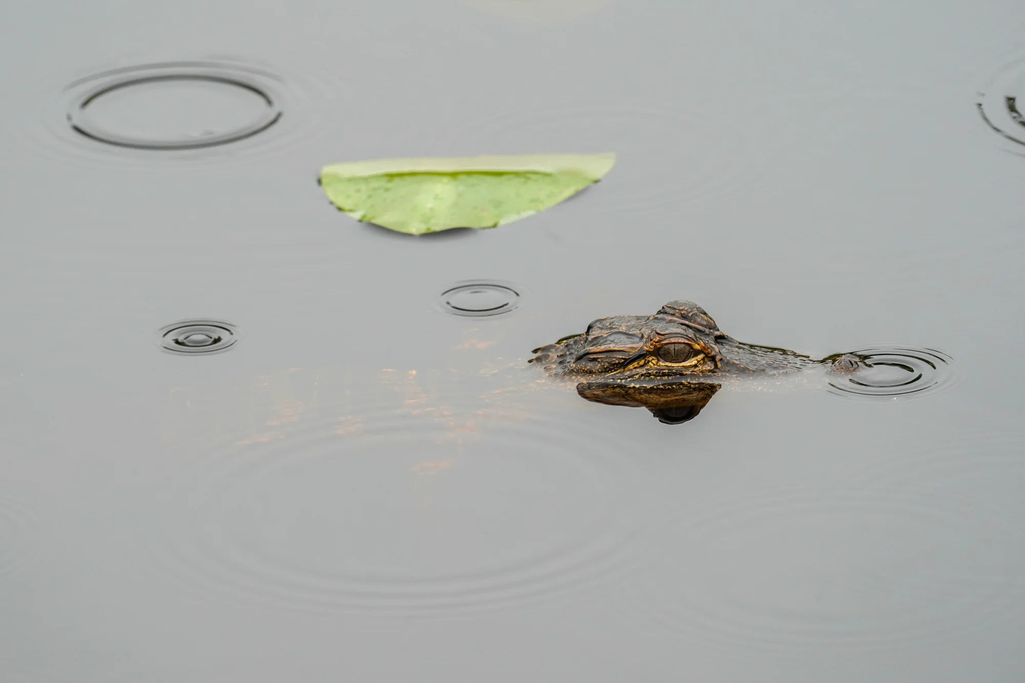 a small alligator in Okefenokee swamp