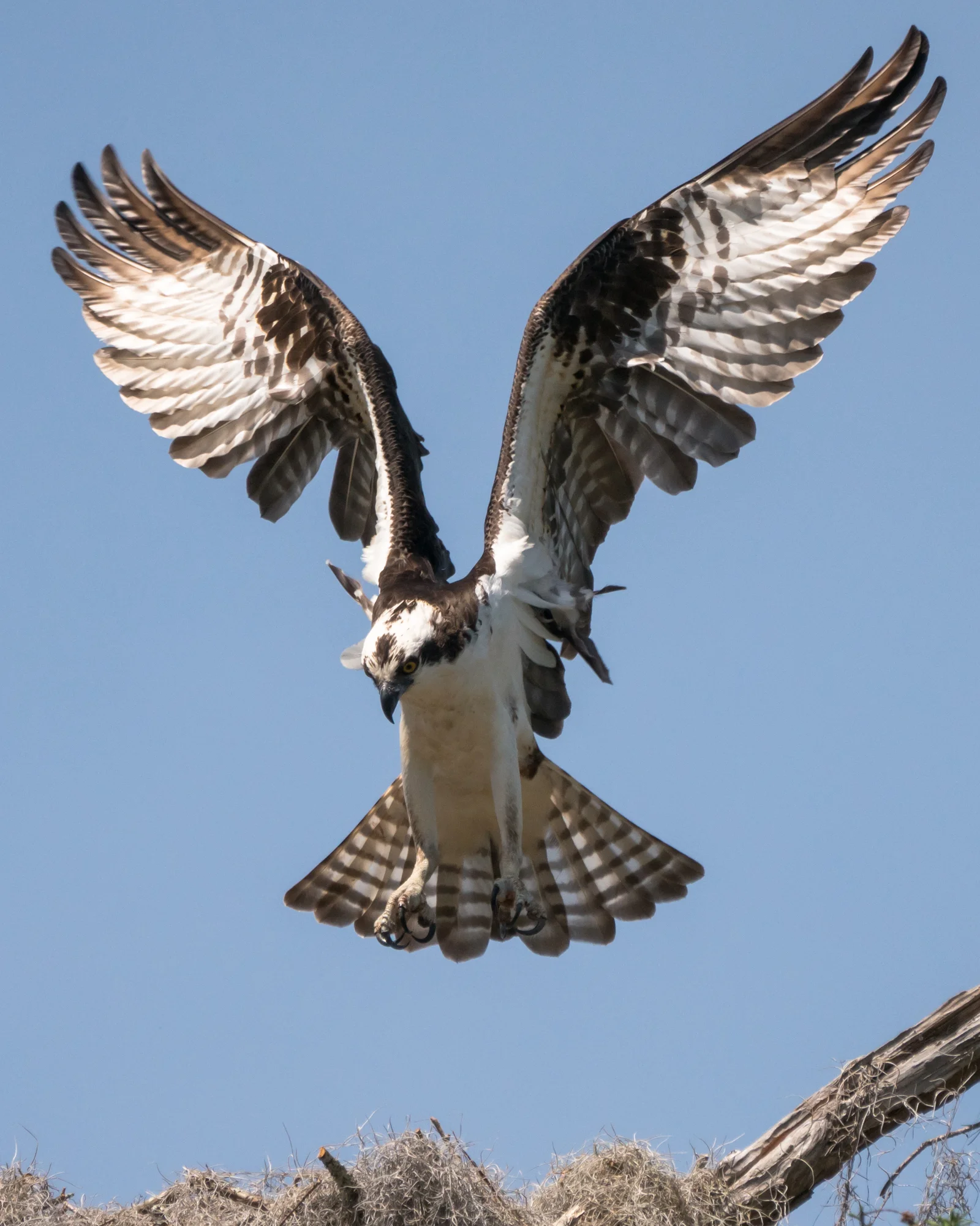 Osprey shot from a kayak in Sparkleberry swamp on Lake Marion. 560mm at f/8, 1/2500s, and ISO 800 wide area continuous focus.