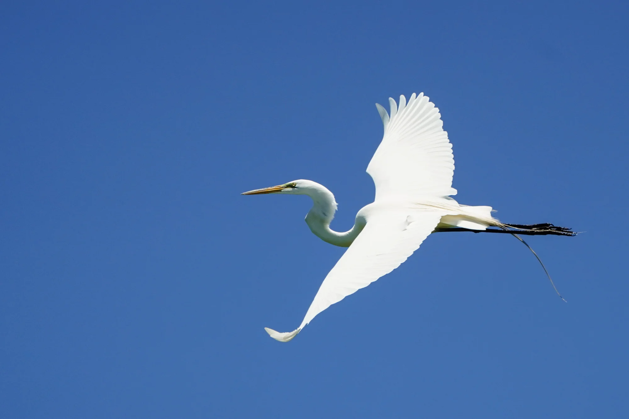 Great Egret in flight. 400mm at f/5.6, 1/2500s, ISO 400