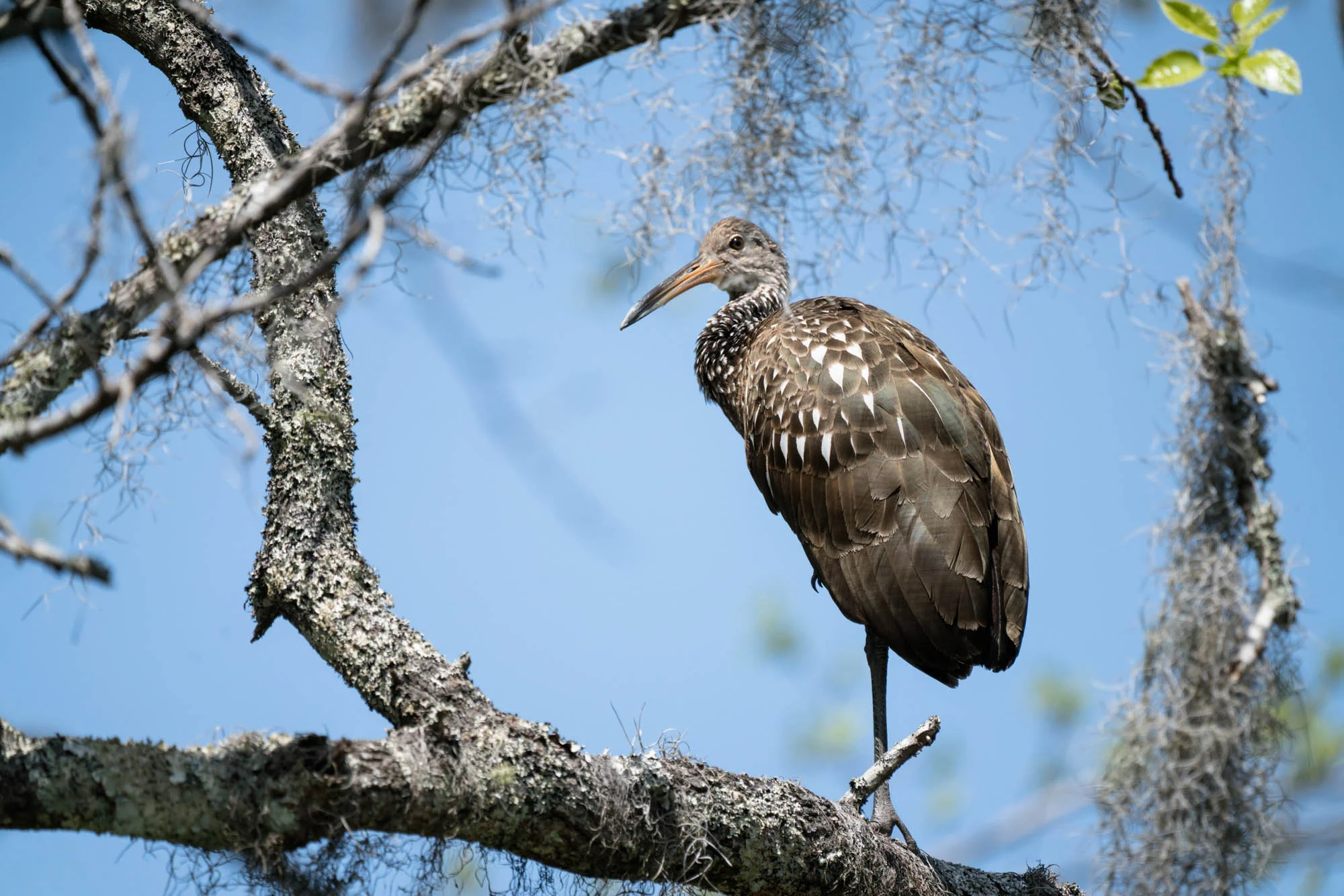 Limpkin - rather rare to find in this area but hard to miss as its call was definitely unique.