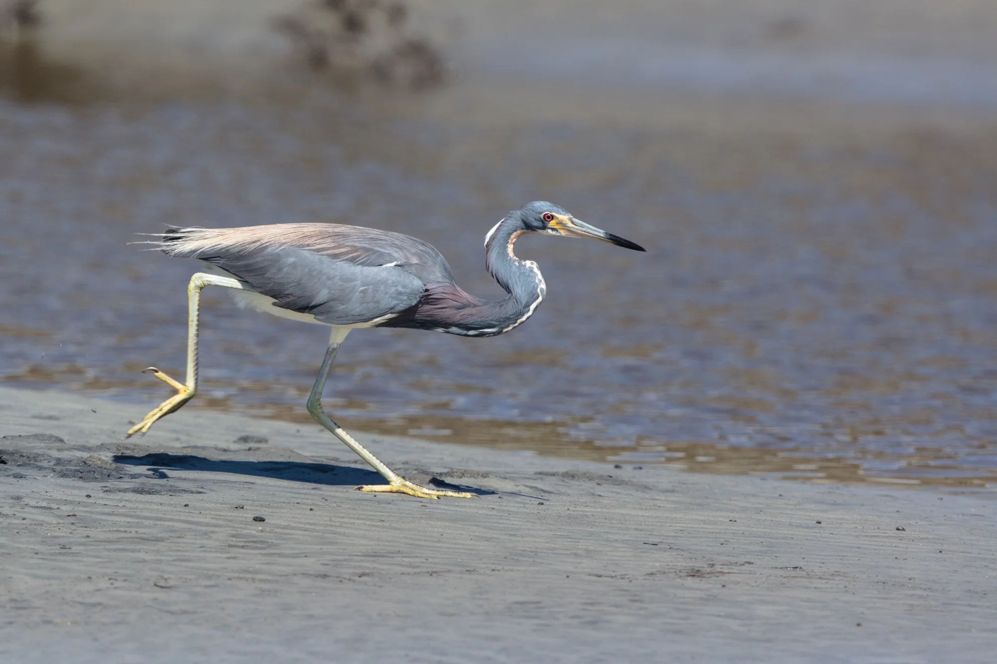 Tri-colored heron hunting on hunting island