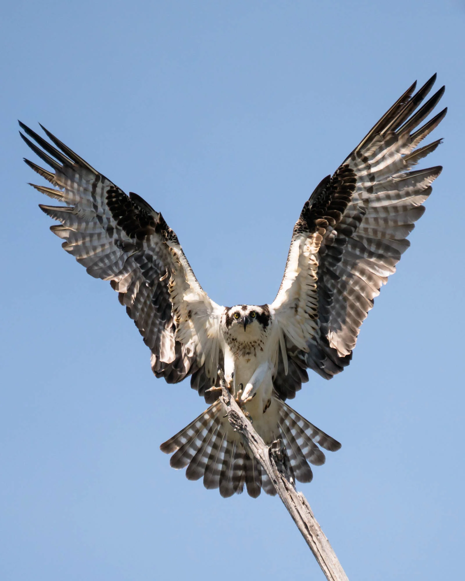 Osprey landing in Sparkleberry Swamp. Taken with Sony A7RII from a kayak. Sony FE 100-400mm F4.5-5.6 GM OSS + 1.4X Teleconverter. 560mm, f/8, 1/2500s, ISO 1600. Cropped from original shot below.