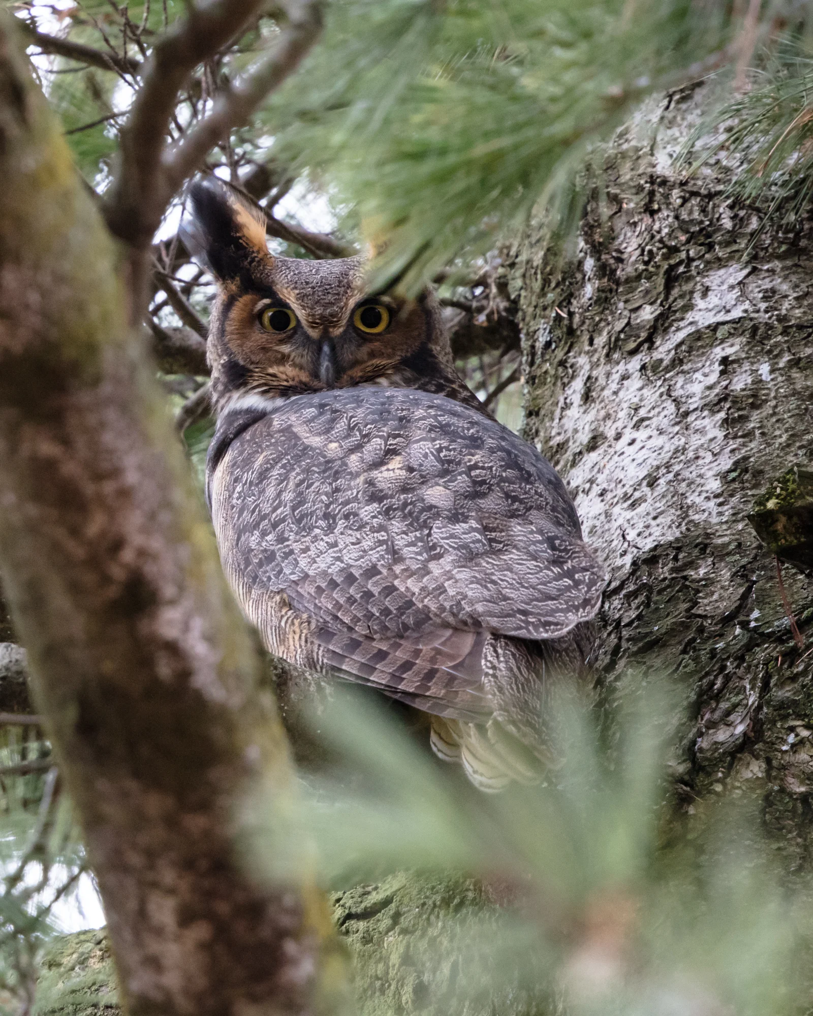 Great Horned Owl from a perch high in a White Pine, far enough that I had to crop in significantly. Shot handheld with Canon 5DS with EF500mm f/4L IS II USM +1.4x III. 700mm, f/7.1, 1/125s, ISO 1600.