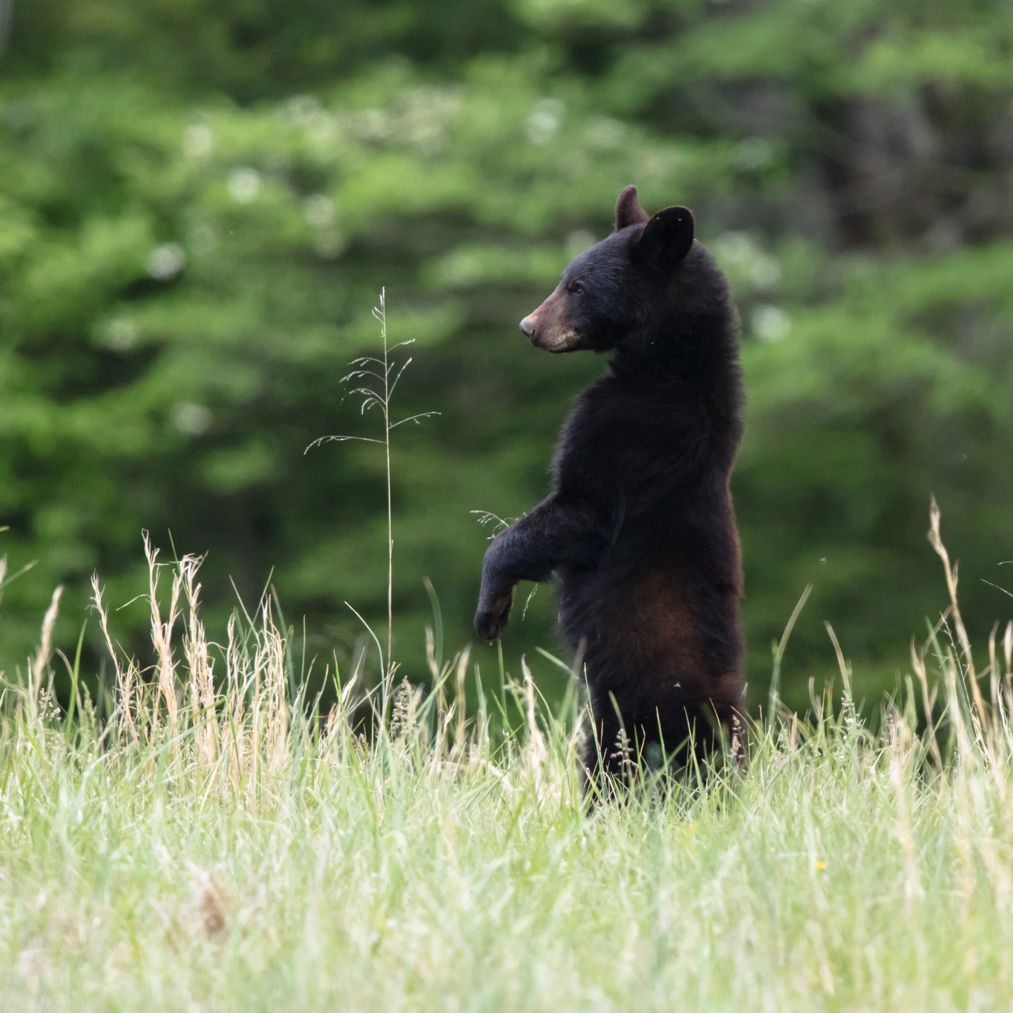 Young black bear in the fields in Cades Cove. I would often use fence posts to help steady my shots as I waited for action from these bear. Taken with Canon 5DS using EF500mm f/4L IS II USM +1.4x III. 700mm, f/5.6, 1/640s, ISO 1600.