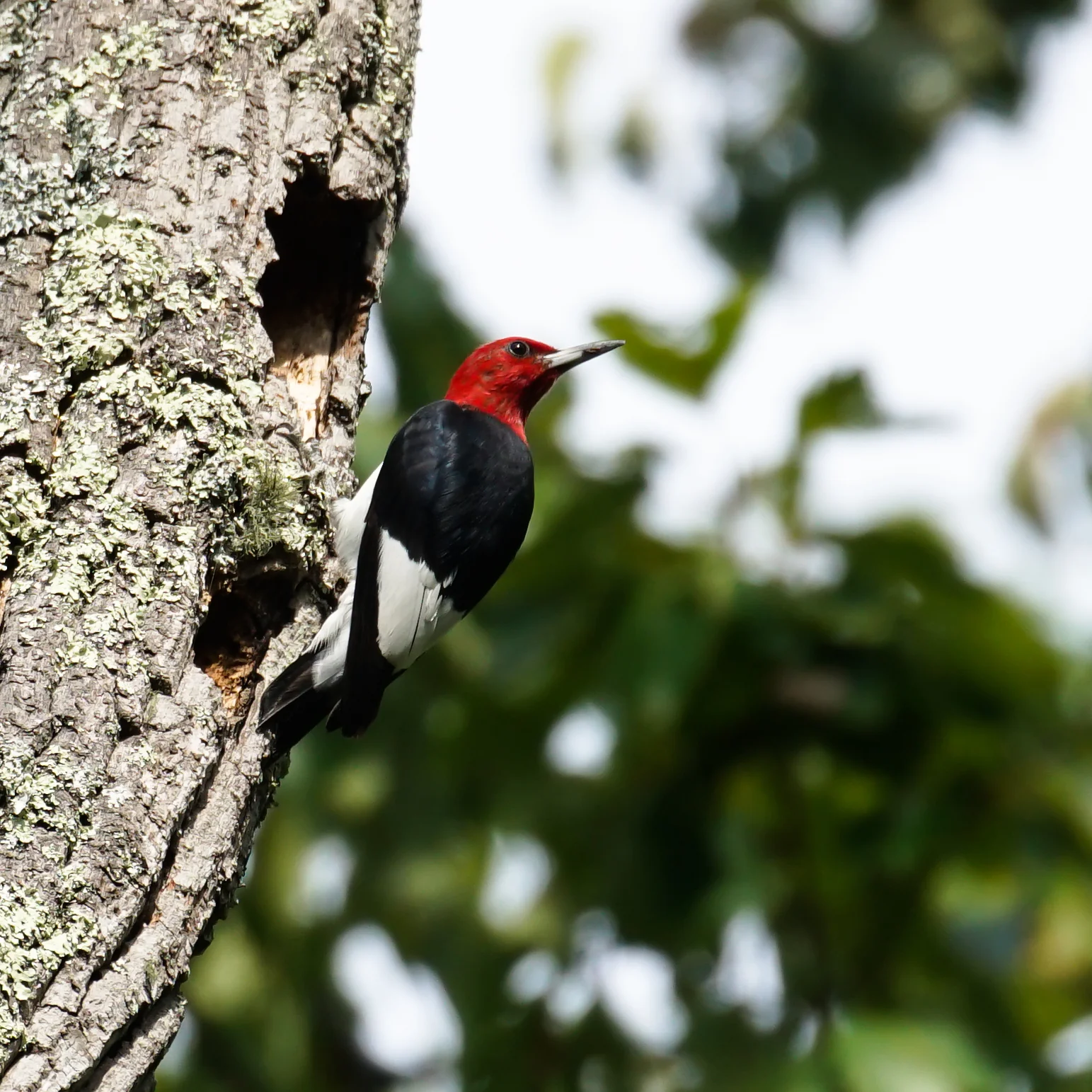 Highly cropped image of a red-headed woodpecker. Taken with Sony A7RII using Canon EF 100-400 F4.5-5.6 IS II and Metabones adapter. 400mm, f/5.6, 1/1000s, ISO 400. Original shot 42 MegaPixels cropped to 1543x1543.