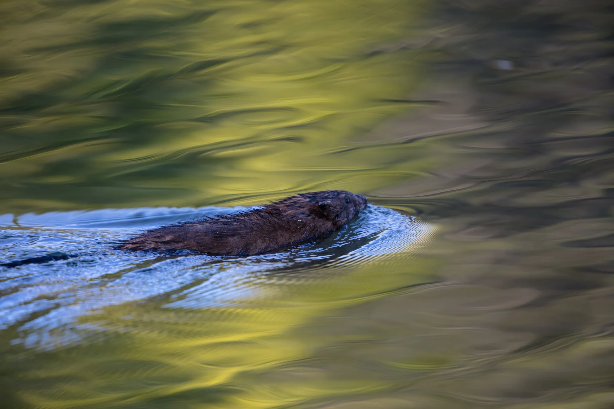 Beaver swimming around Dufferin Islands in the early morning light near Niagara Falls, Ontario.