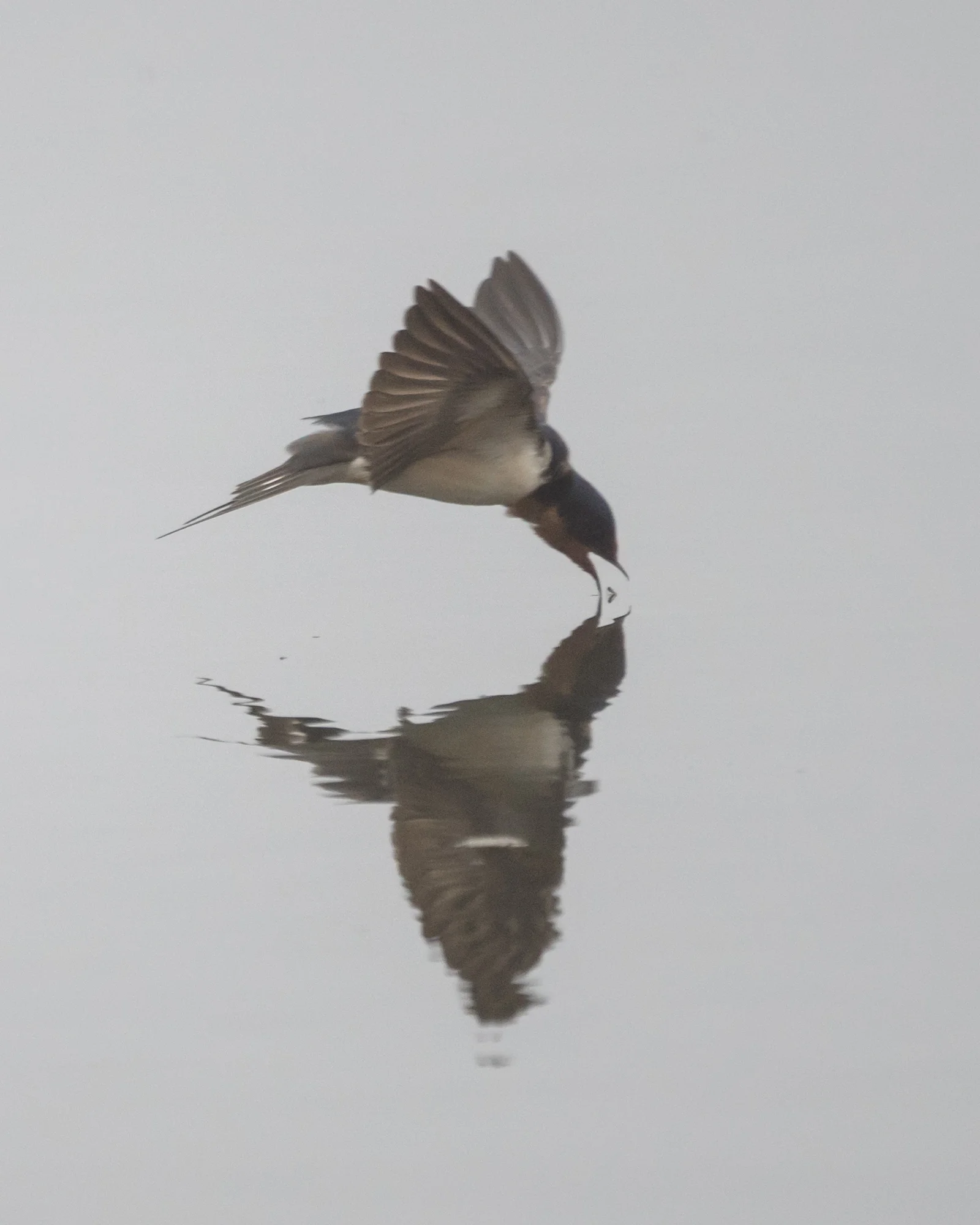 A still but foggy day on Lake Erie and the swallows are everywhere grabbing bugs in the air and off the surface of the water.